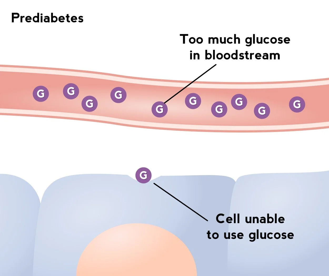Diet, Blood Sugar and Cancer Risk Among Various Species
