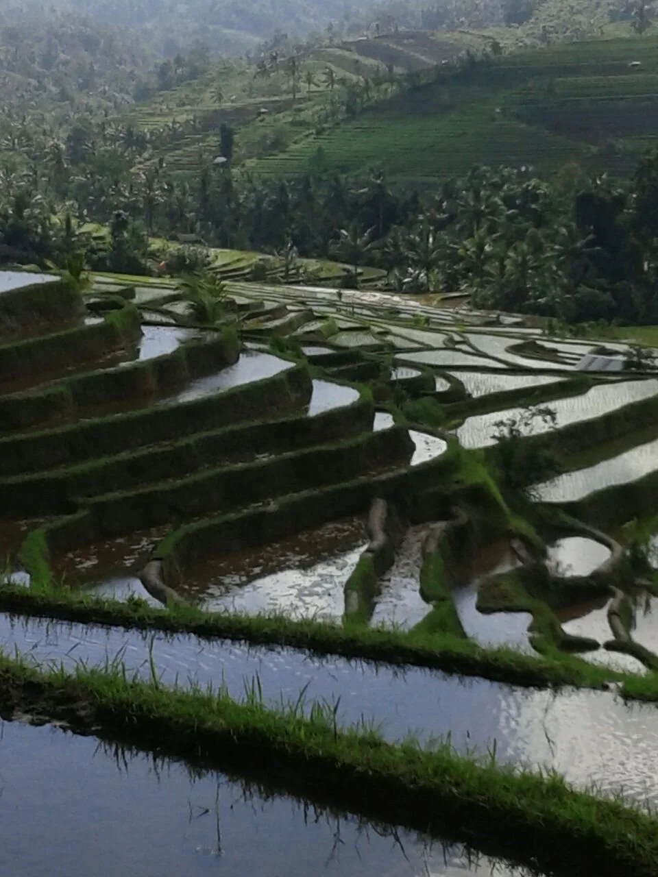 BaliRijstterrassen2.jpg
