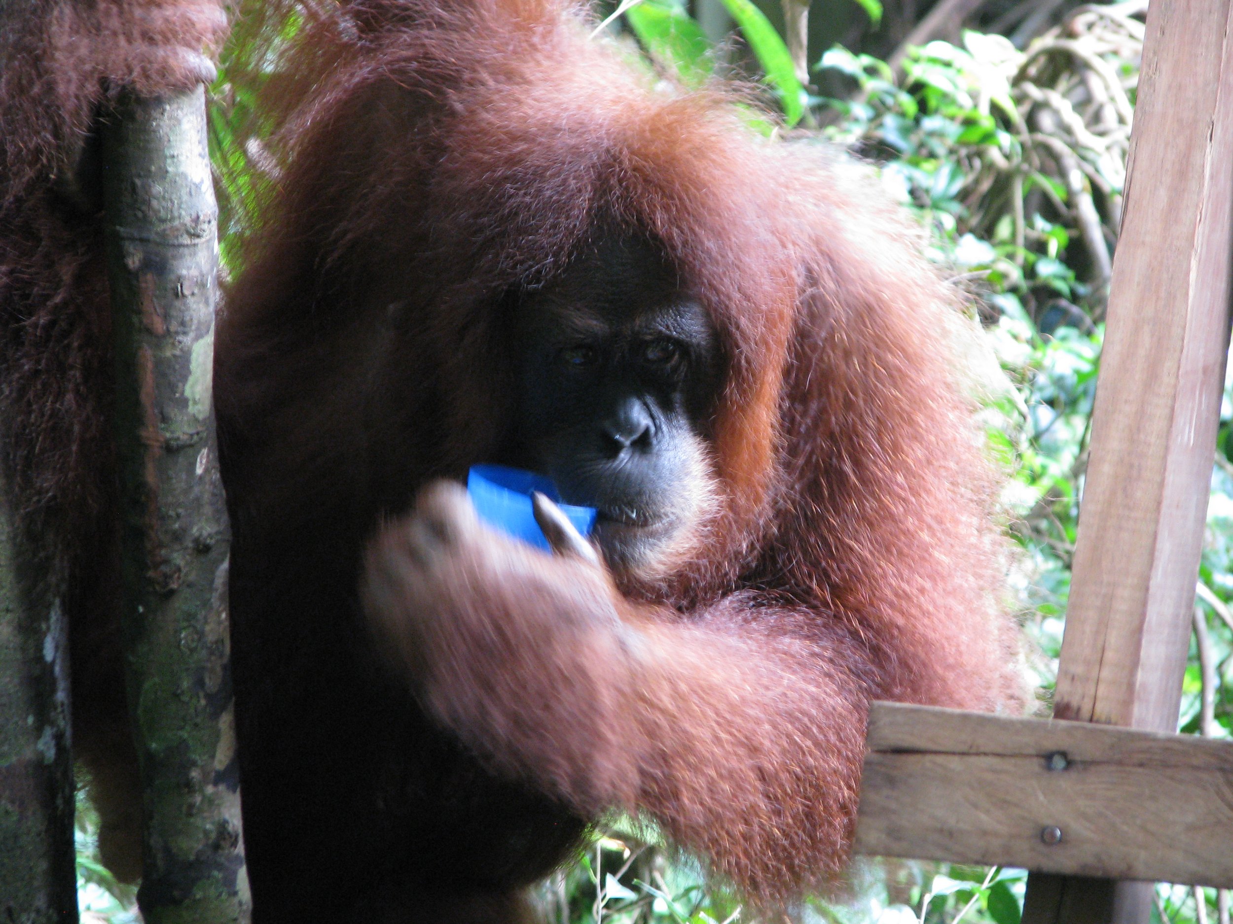 Orangutan rehabilitation center Bohorok2.JPG