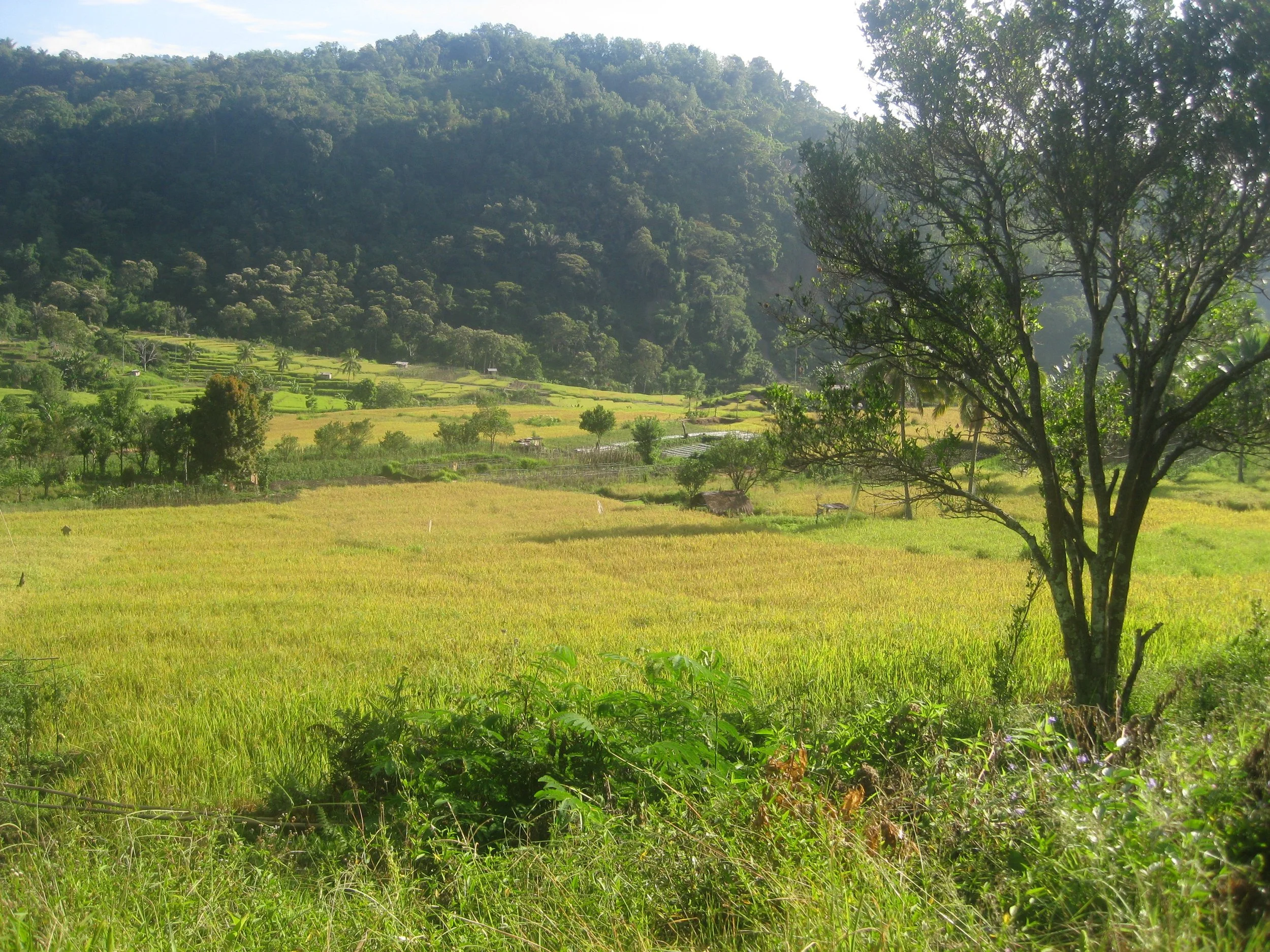 Landscape of Flores.JPG
