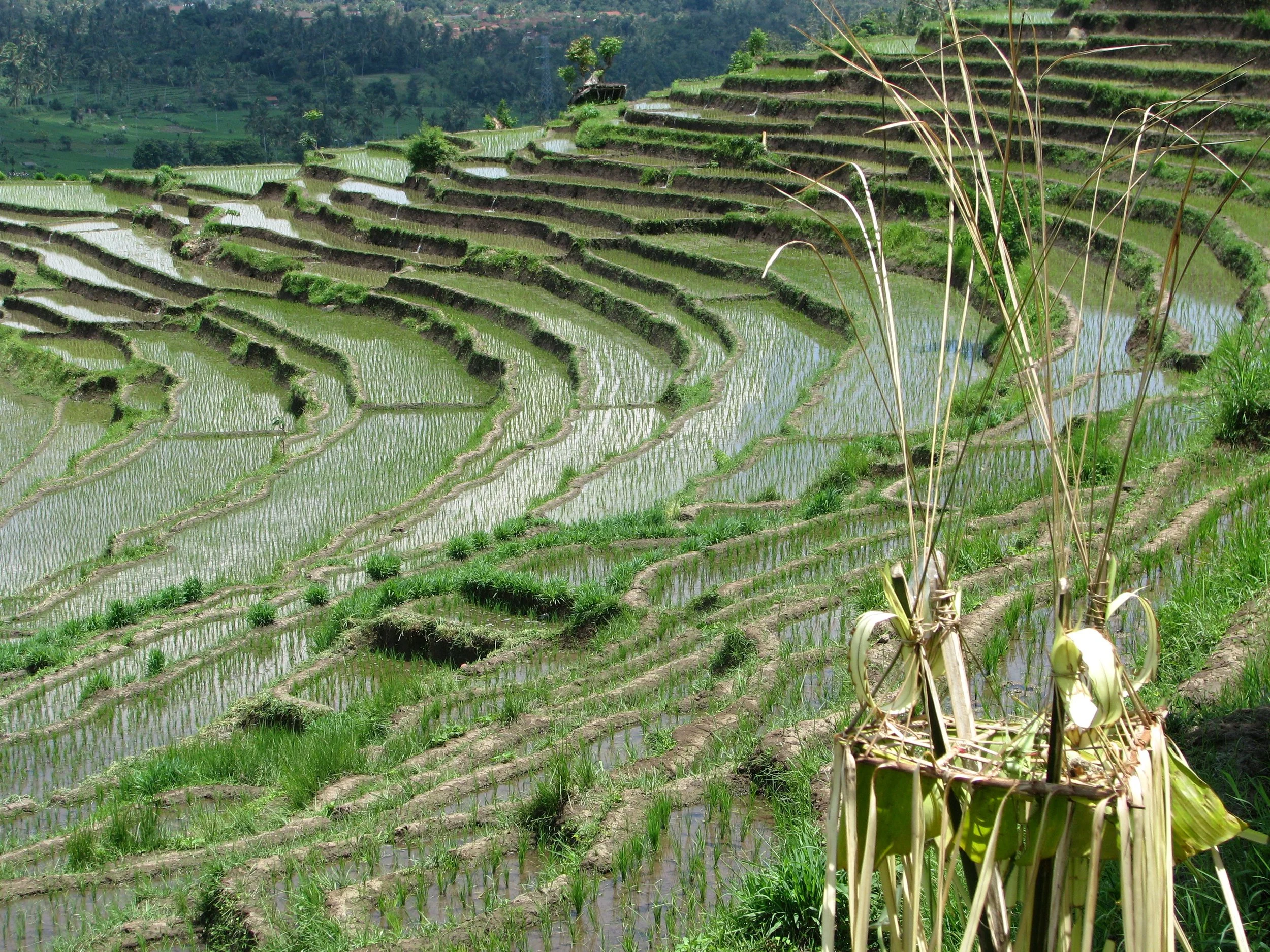 Ricefields Bali2.JPG