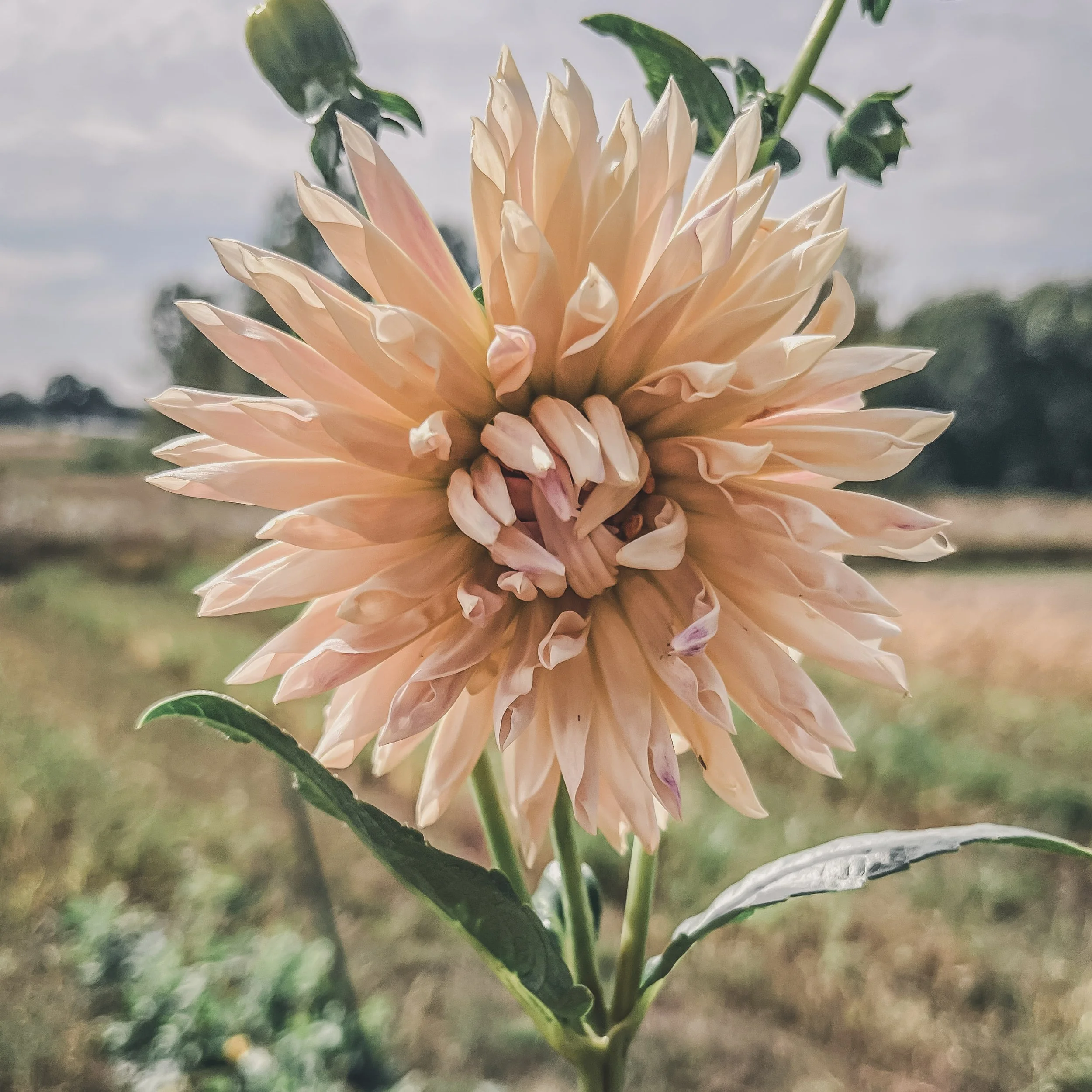 Cafe de Paris_23.jpg