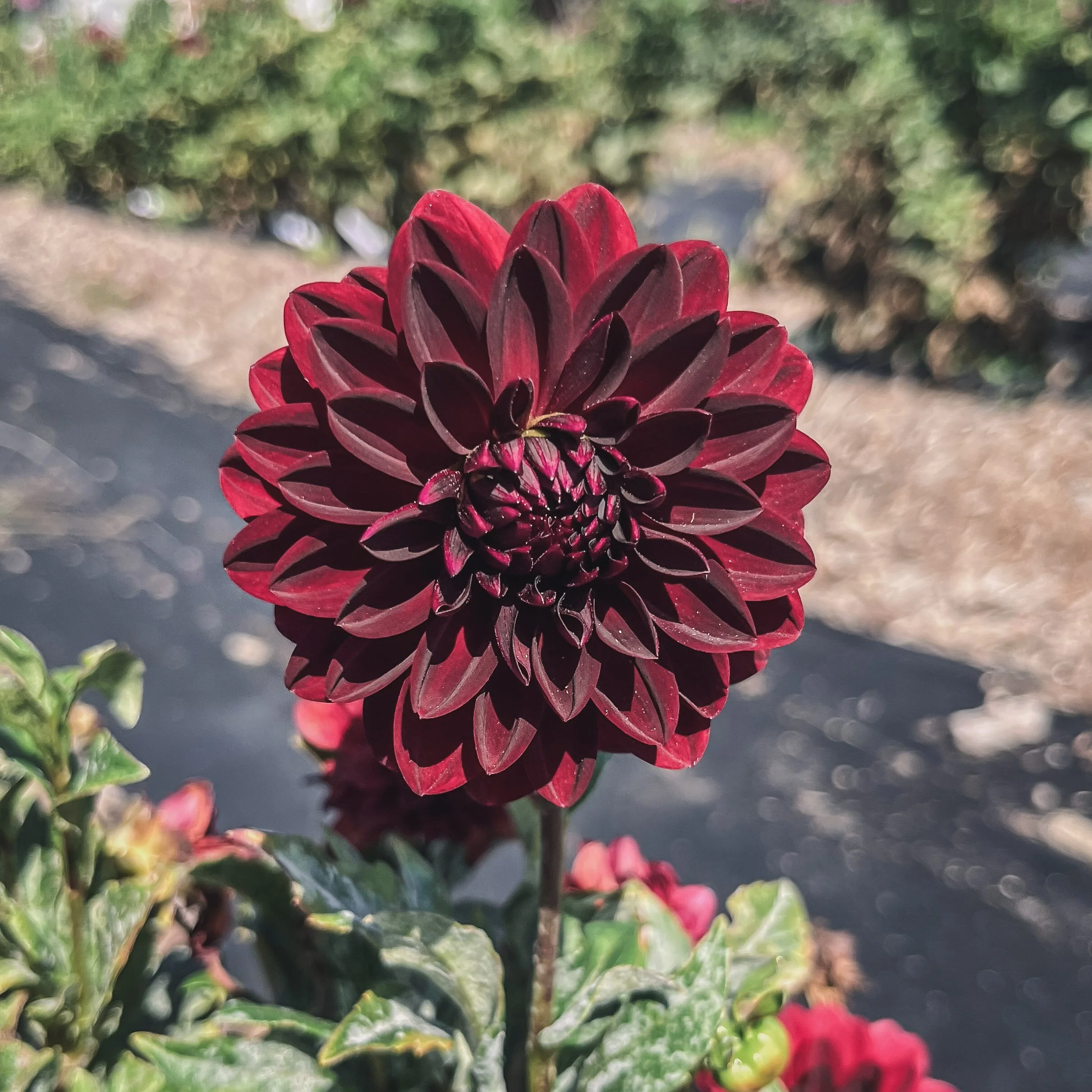 Arabian Night_25.jpg