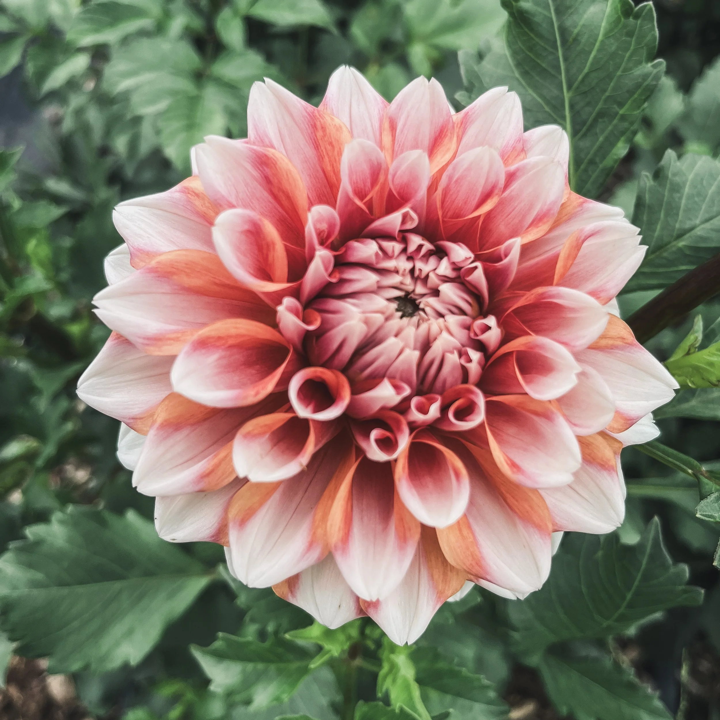 Robann Creamsicle_25.jpg