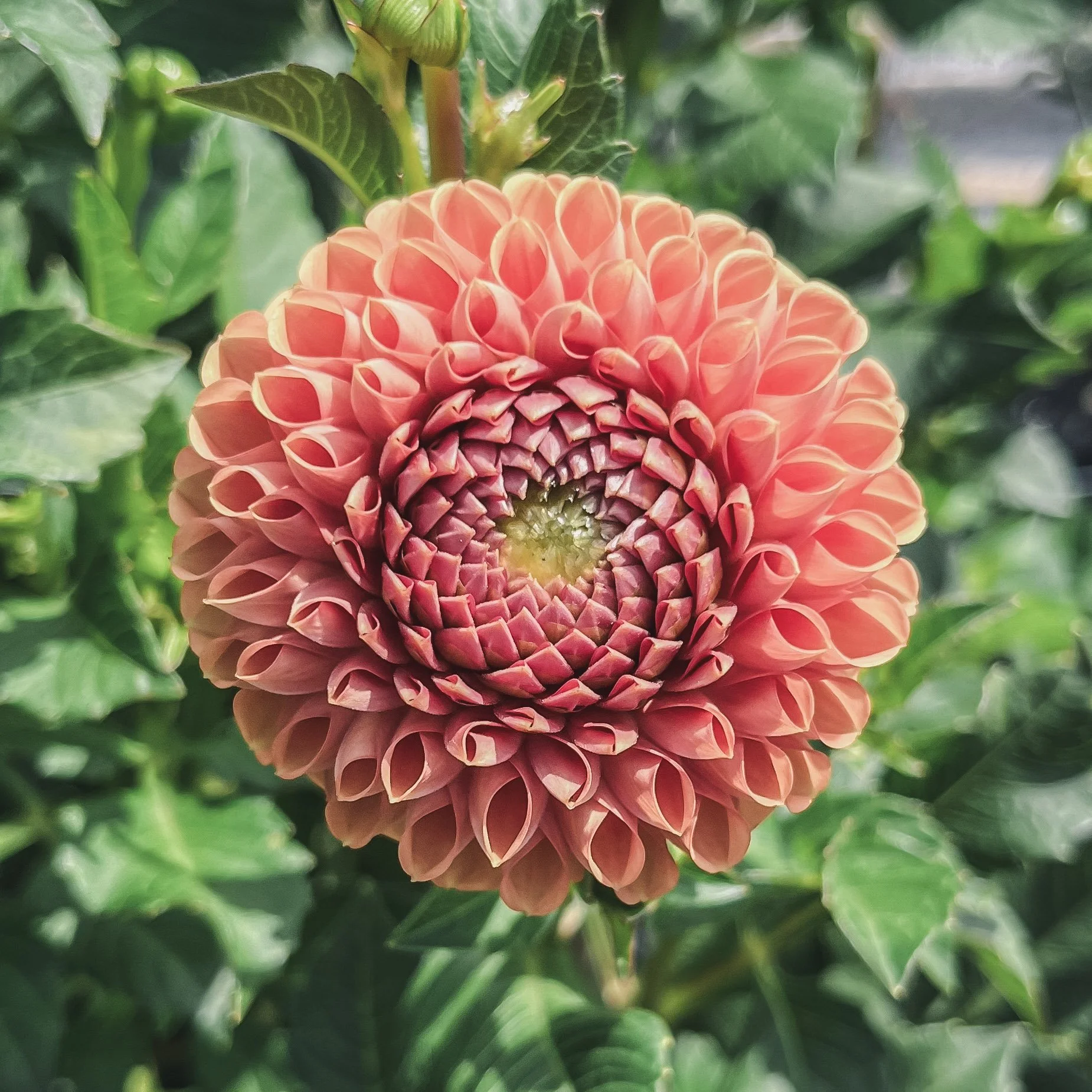 Cornel Bronze_23.jpg