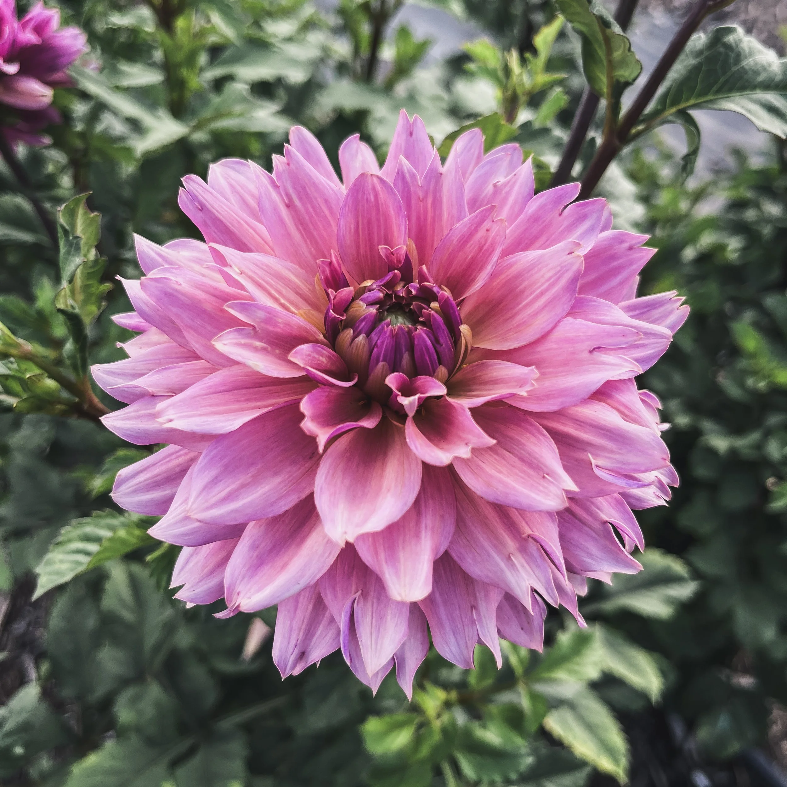 La Belle Epoque - Limit 1 per Household