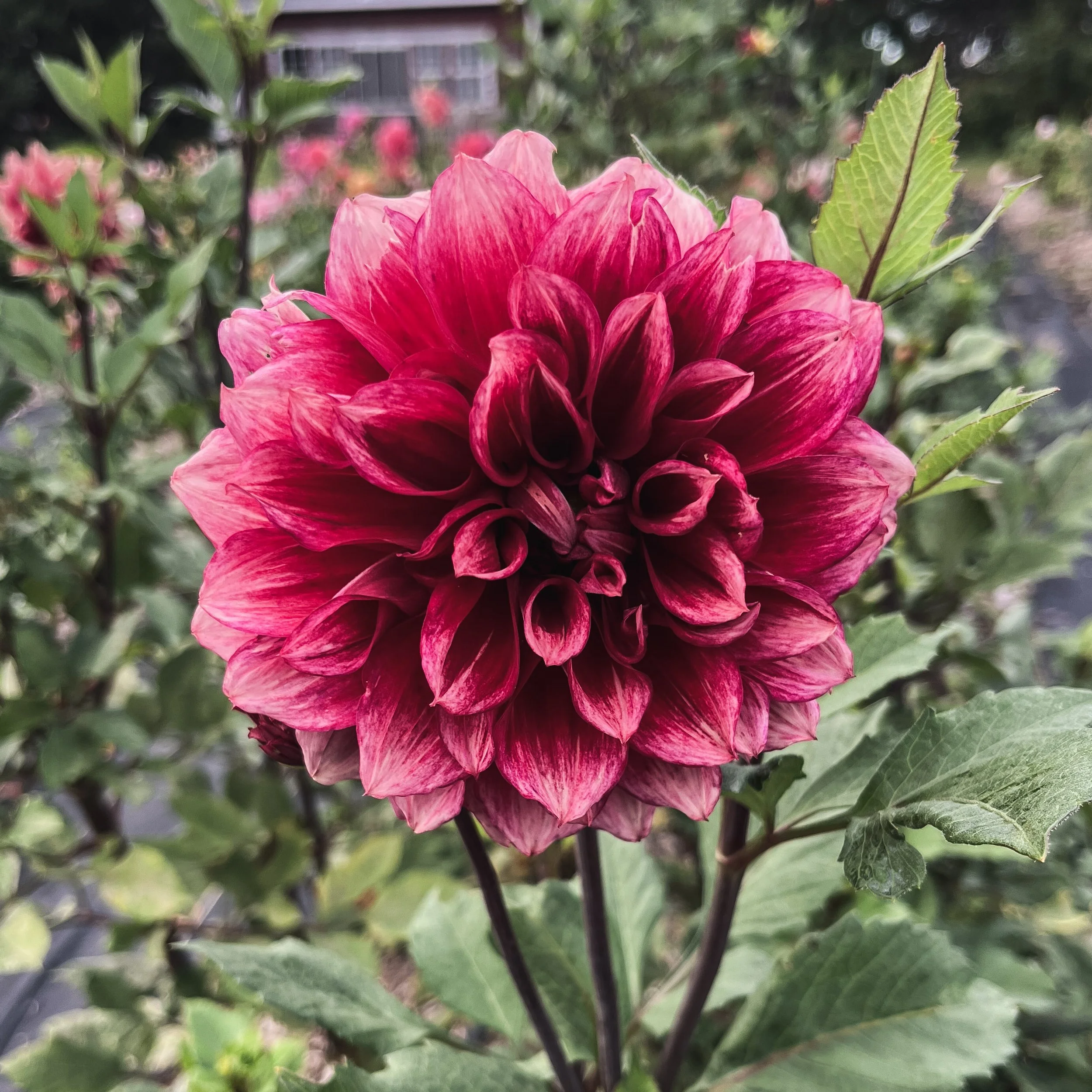 Bloomquist York_25.jpg