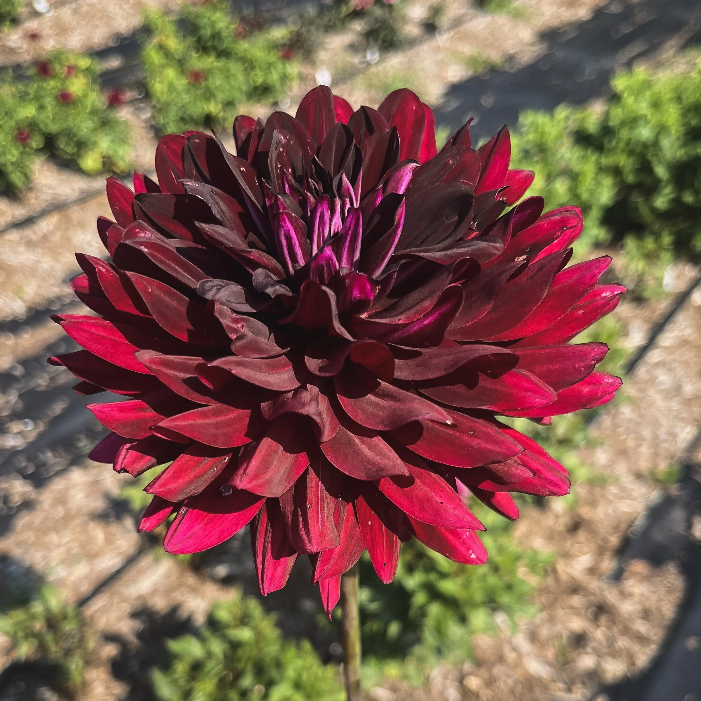 Hollyhill Black Beauty_25.jpg