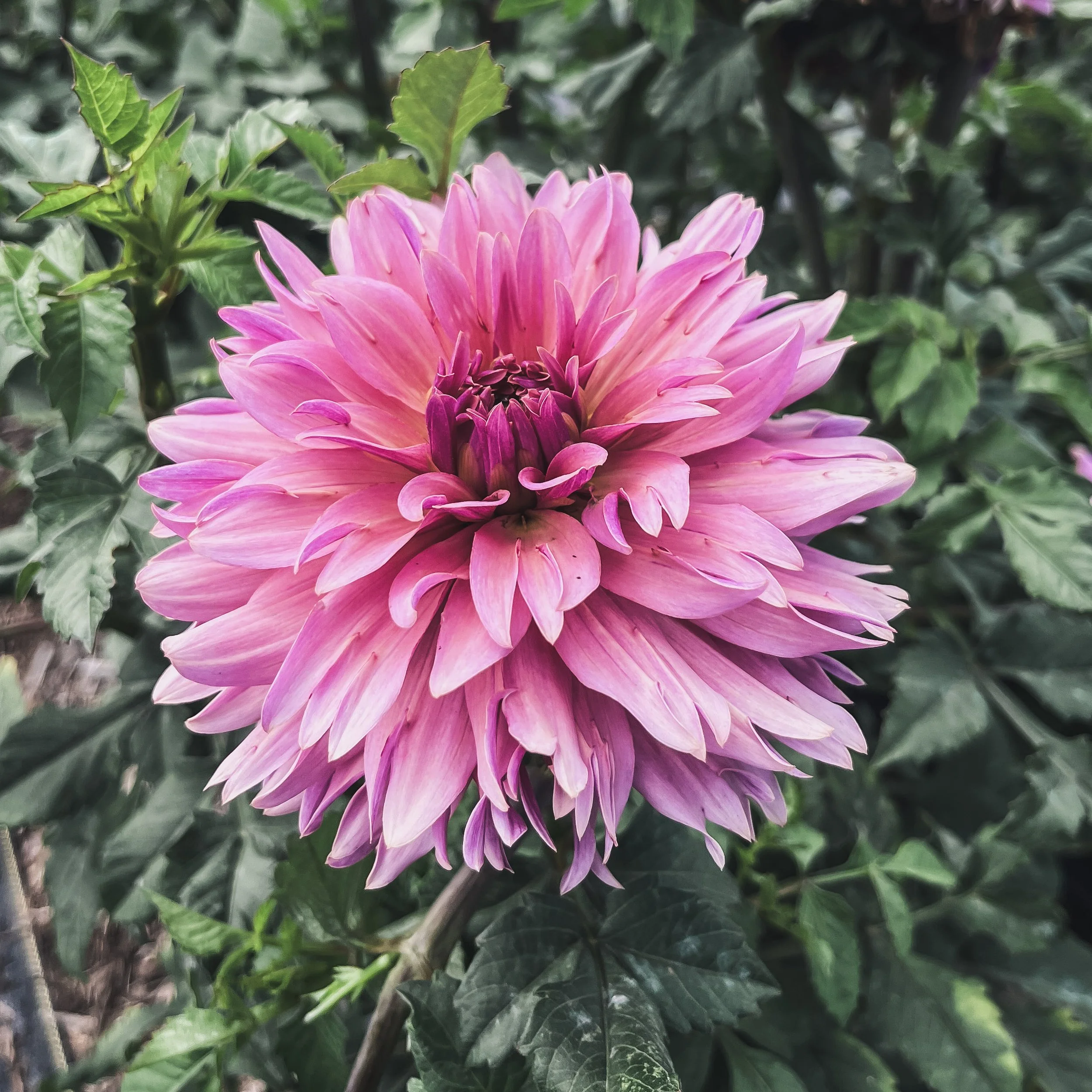 La Belle Epoque_2_25.jpg