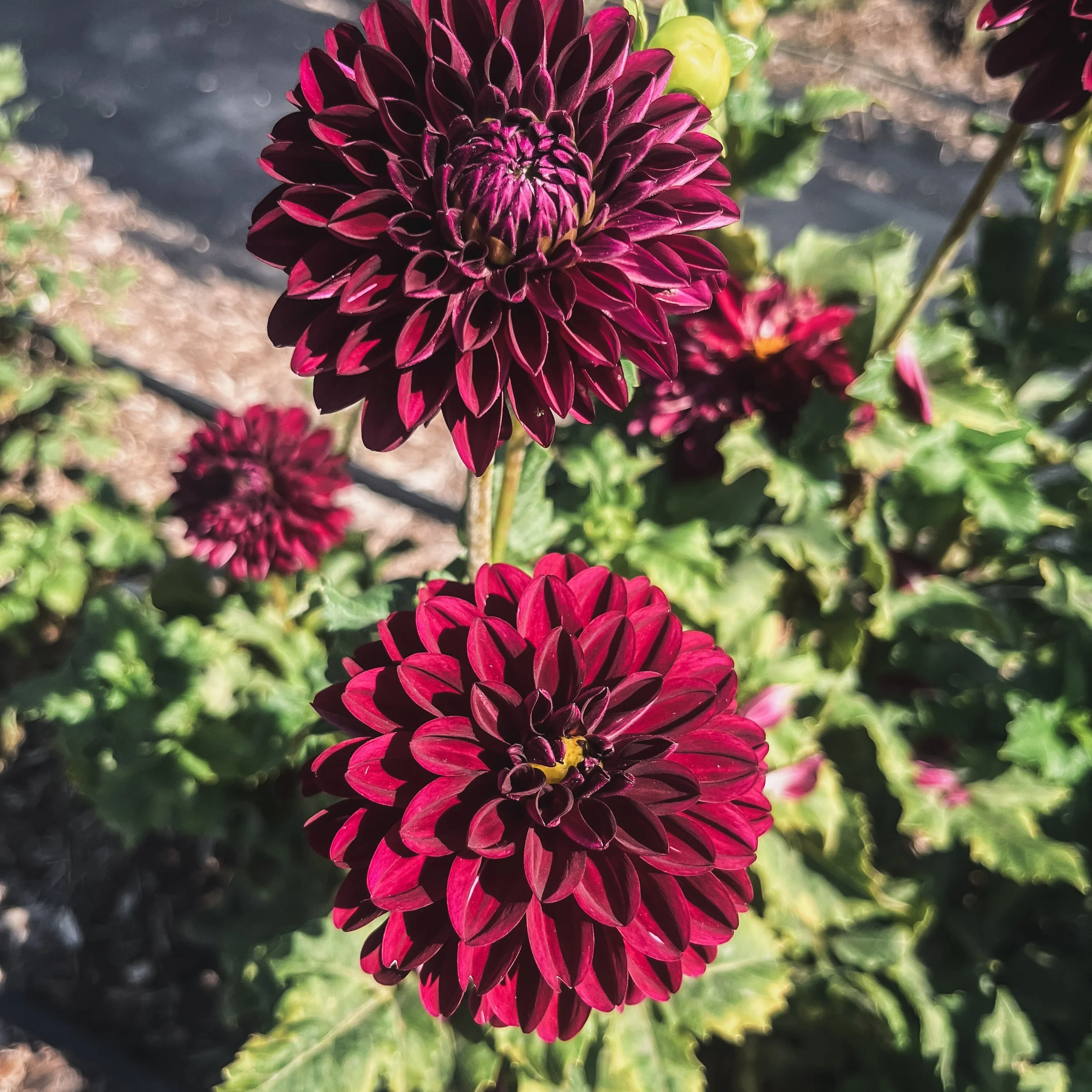 Nighty Night_2_25.jpg