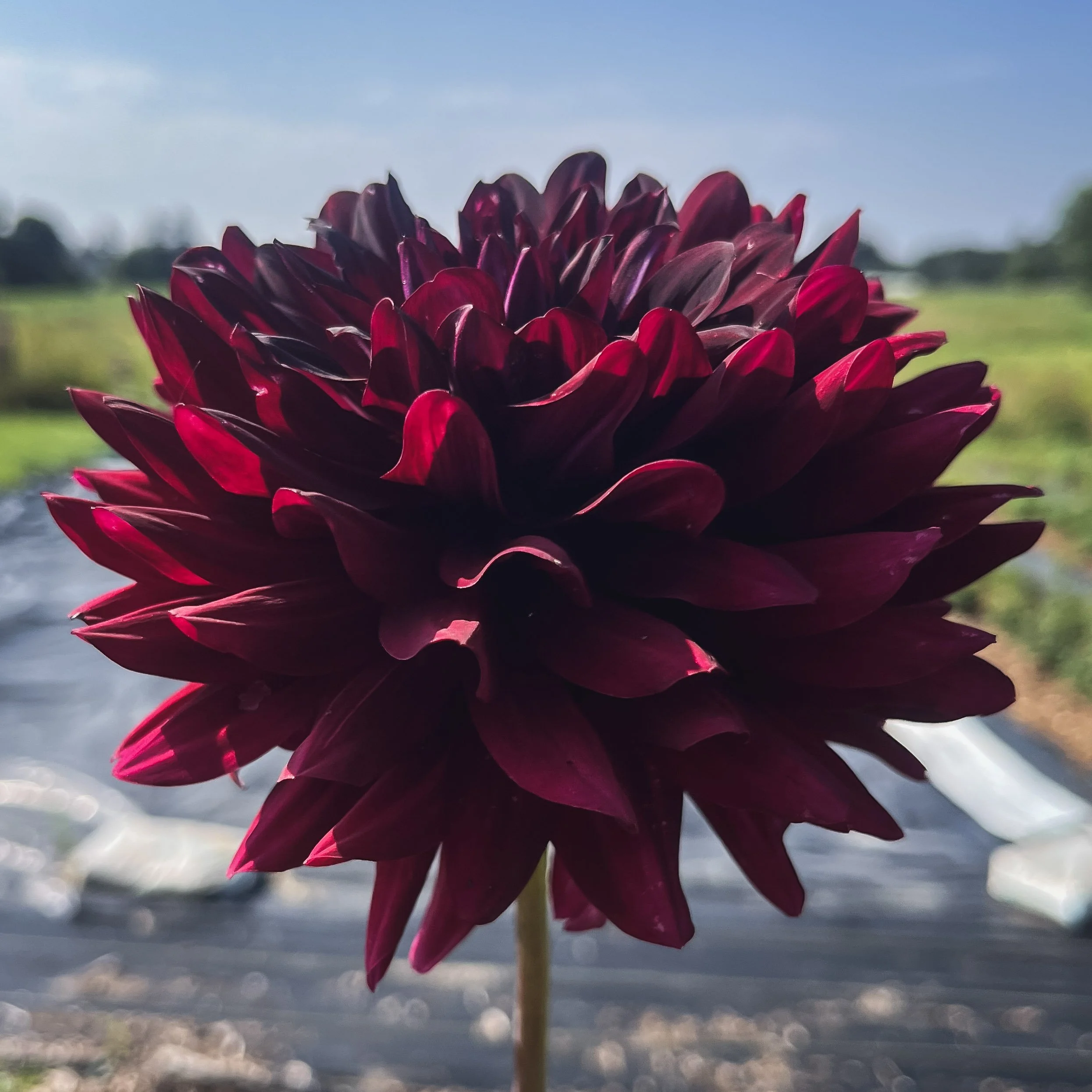 Hollyhill Black Beauty_2_25.jpg