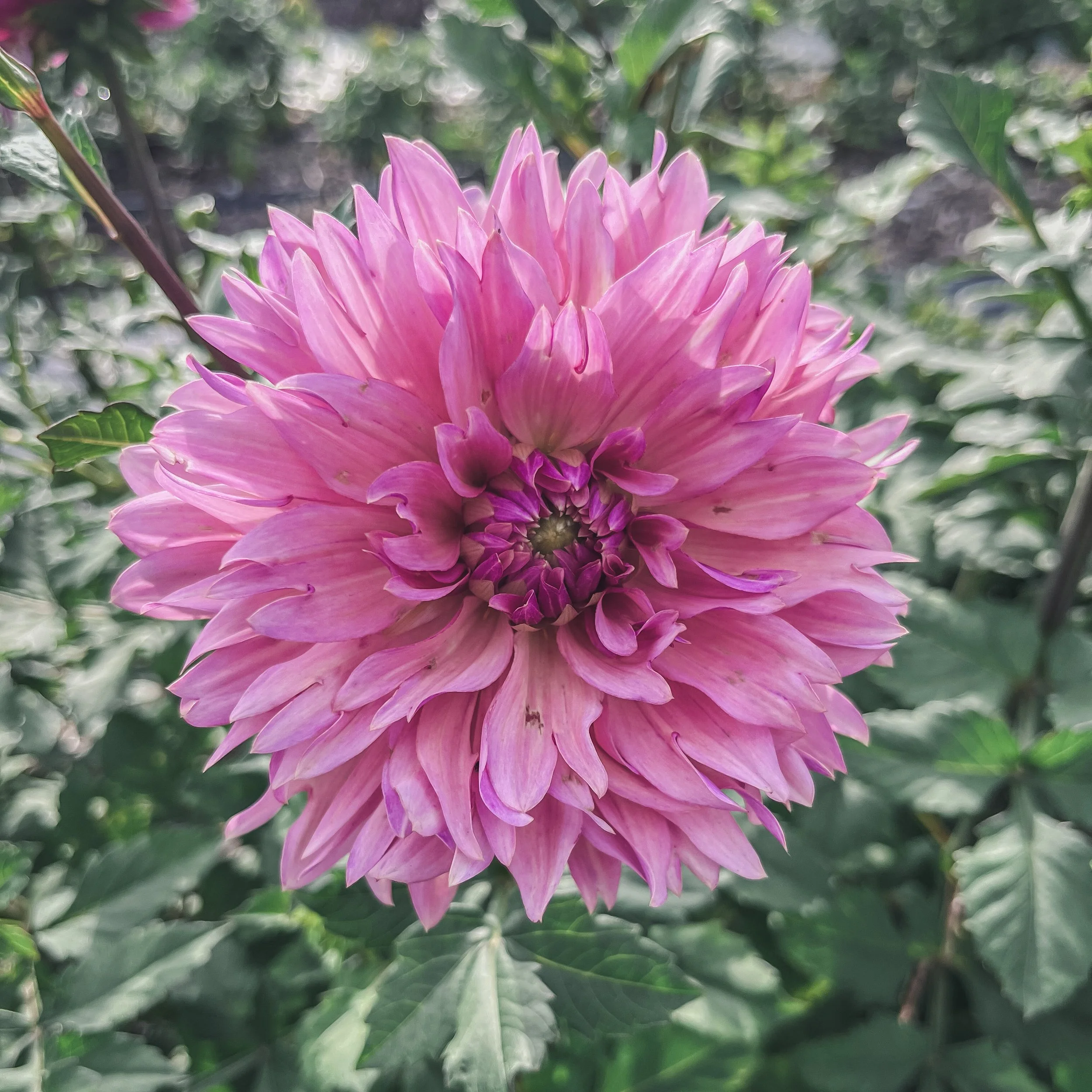 La Belle Epoque_25.jpg