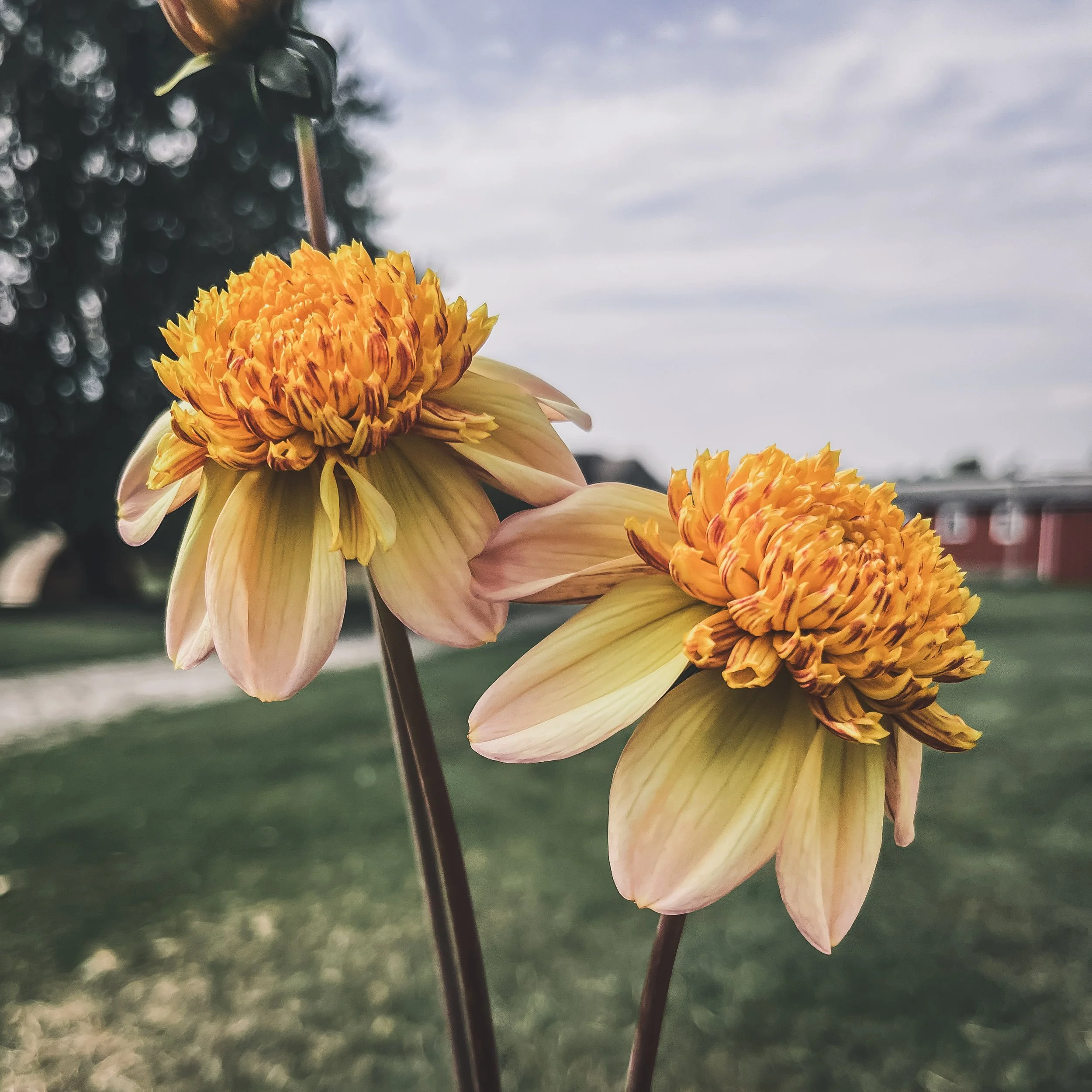 Bloomquist Golden_23.jpg