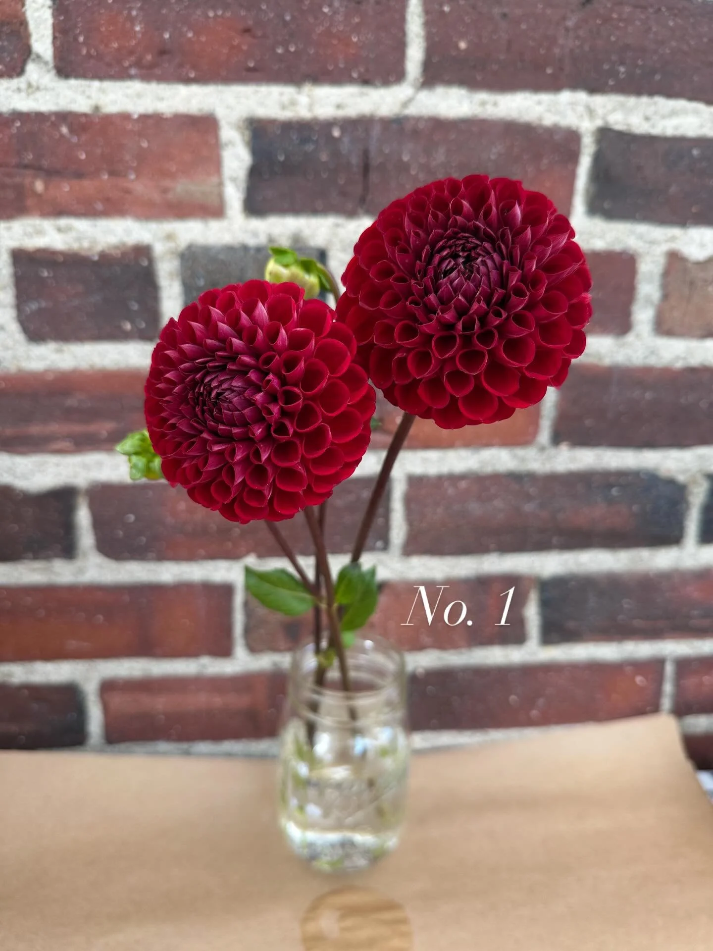 Our favorite dahlias this week. Which is your favorite?