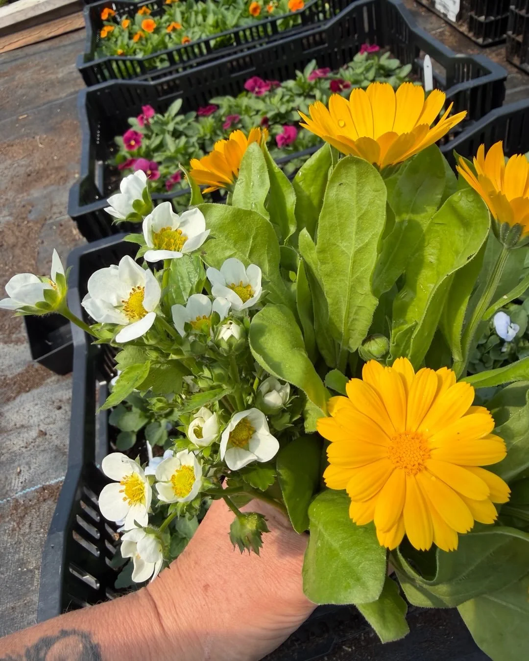 Edible flower harvest for this weekend&rsquo;s Eat Fire Pizza catering dinners. 

&mdash;
#nantucketfarms #edibleflowers #nantucket
