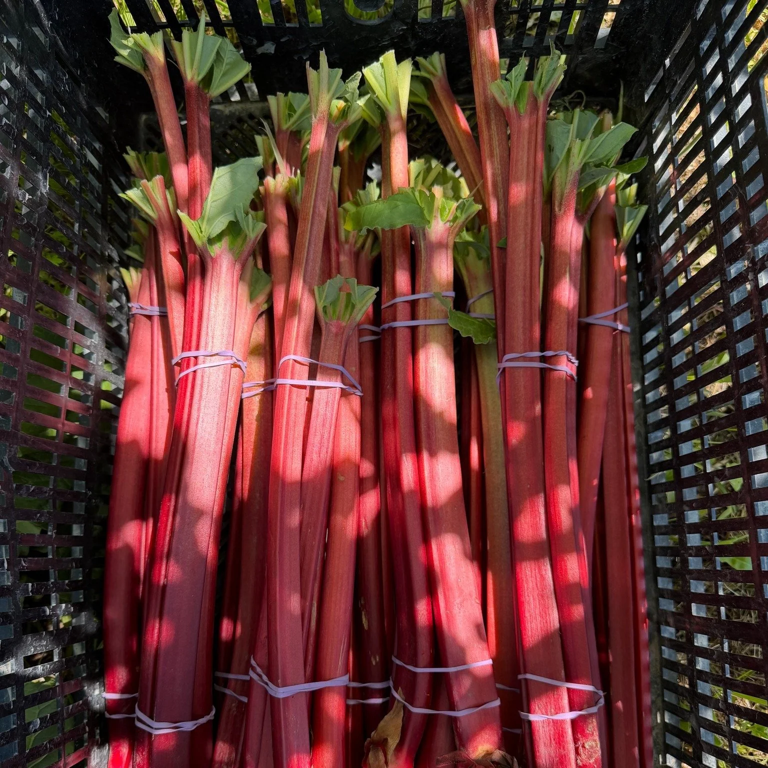 Rhubarb is our favorite spring crop! Available at the Farm Stand 24/7.

--
 #nantucket #nantucketsummer #rhubarb #eatfirefarm
