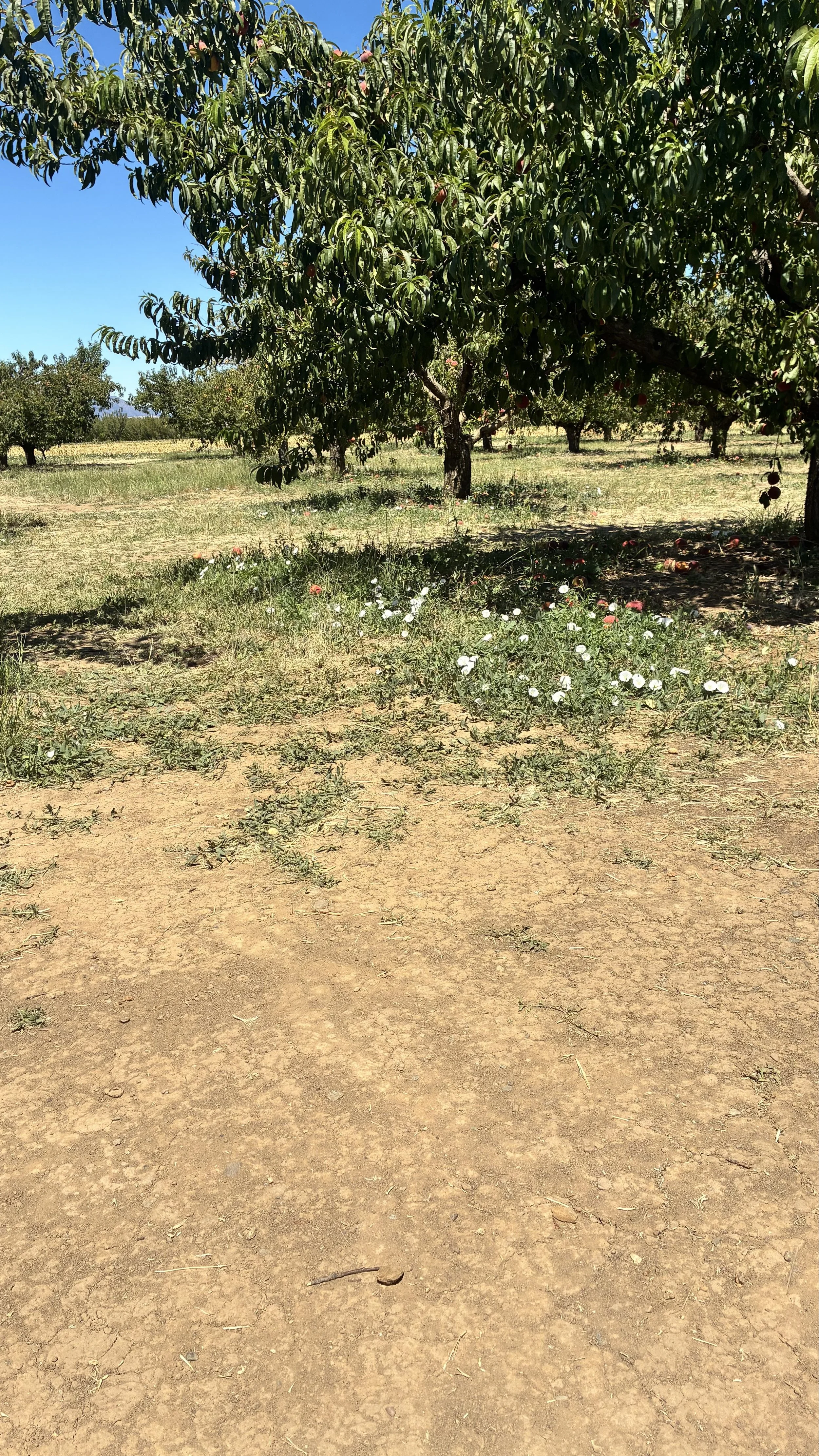 IMG_1932.jpeg