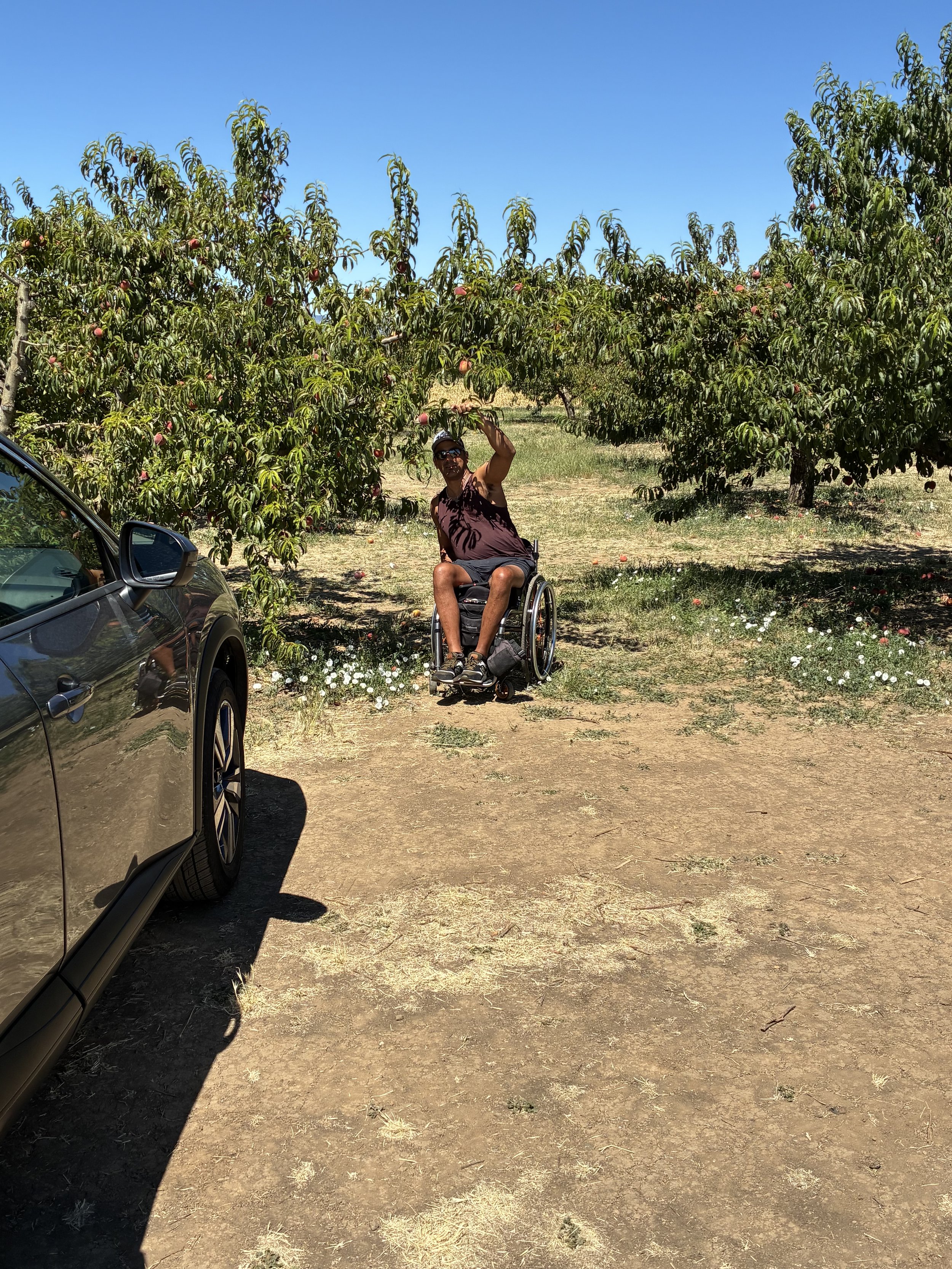 Arash picking fruit in Brentwood near car.jpeg