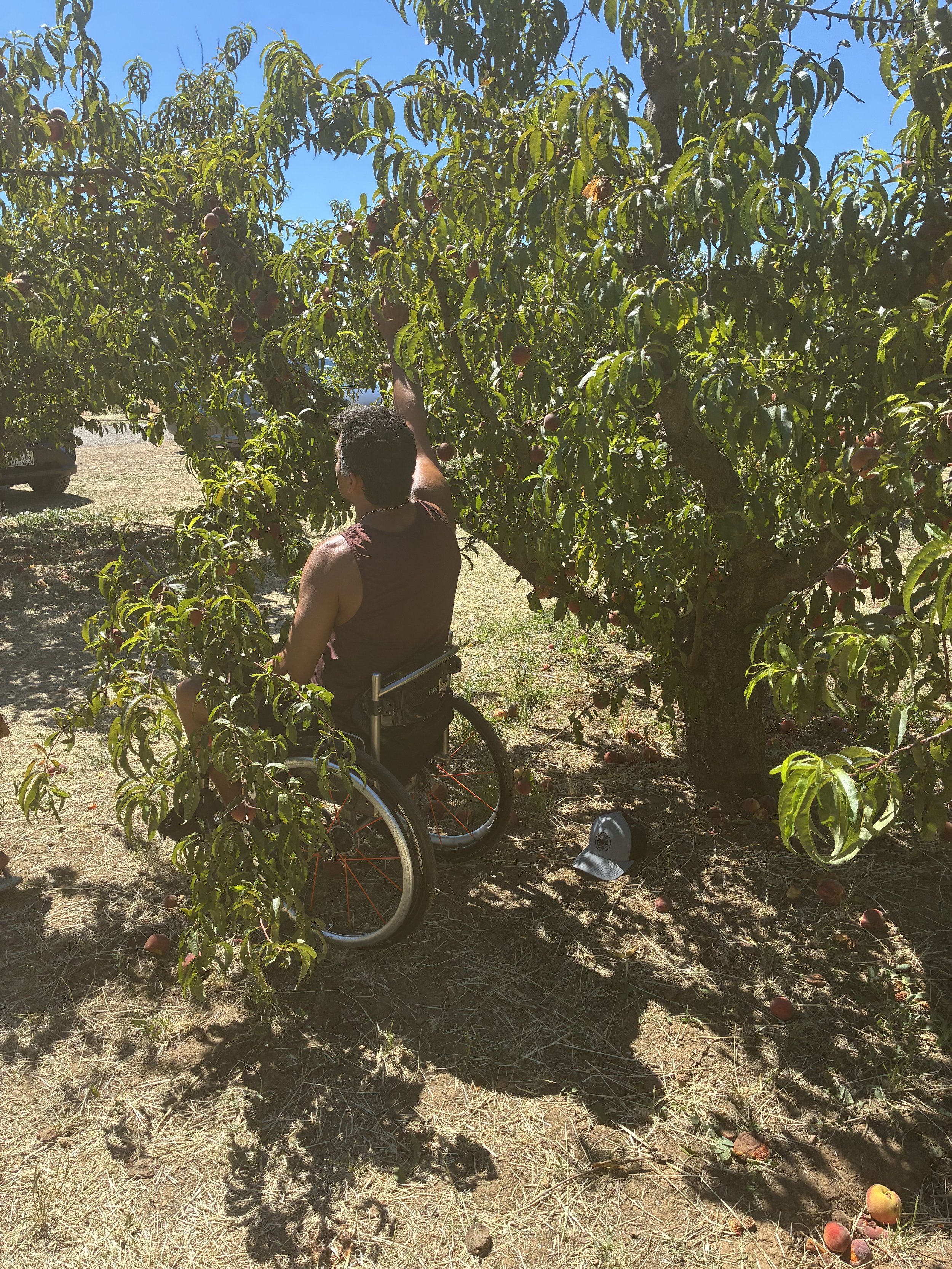 Arash picking fruit in Brentwood.jpeg