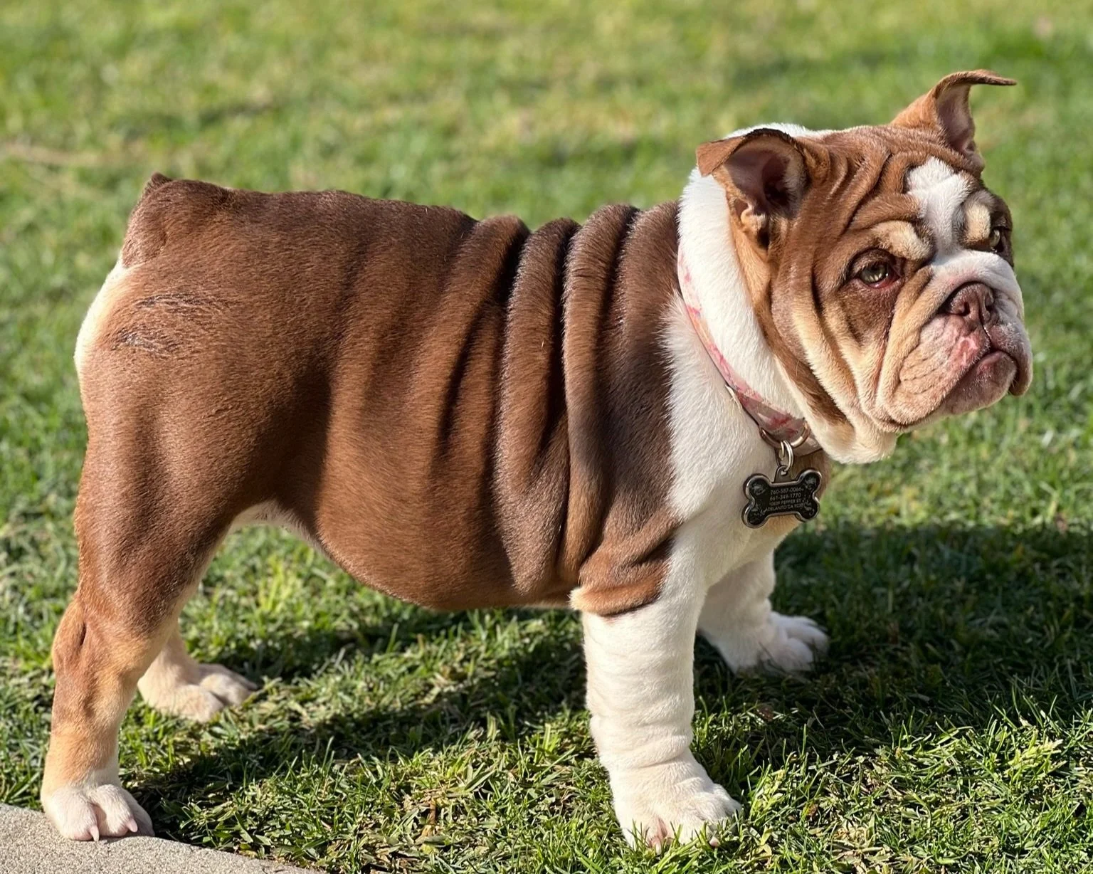 Dream Protect Bulldogs