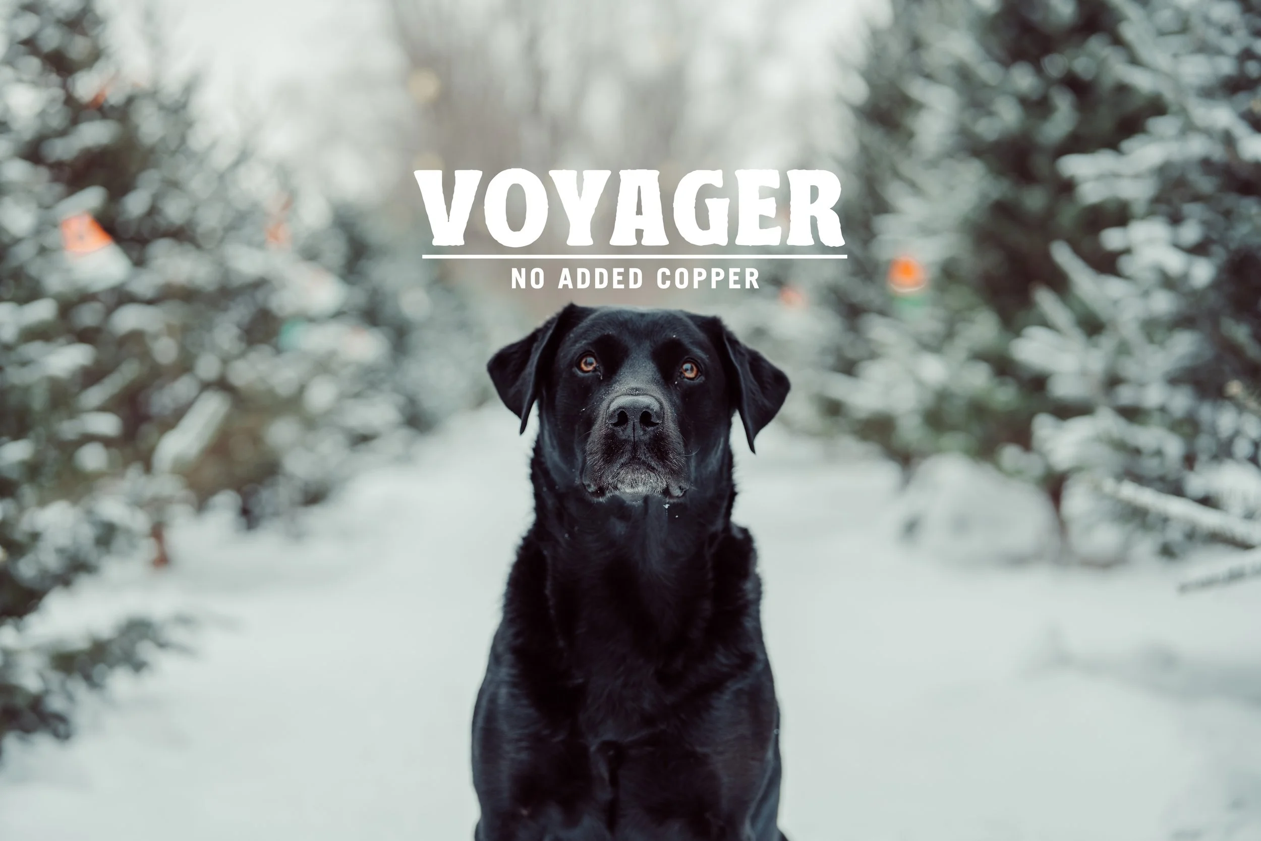 Voyager Dog Food Co. (2025)