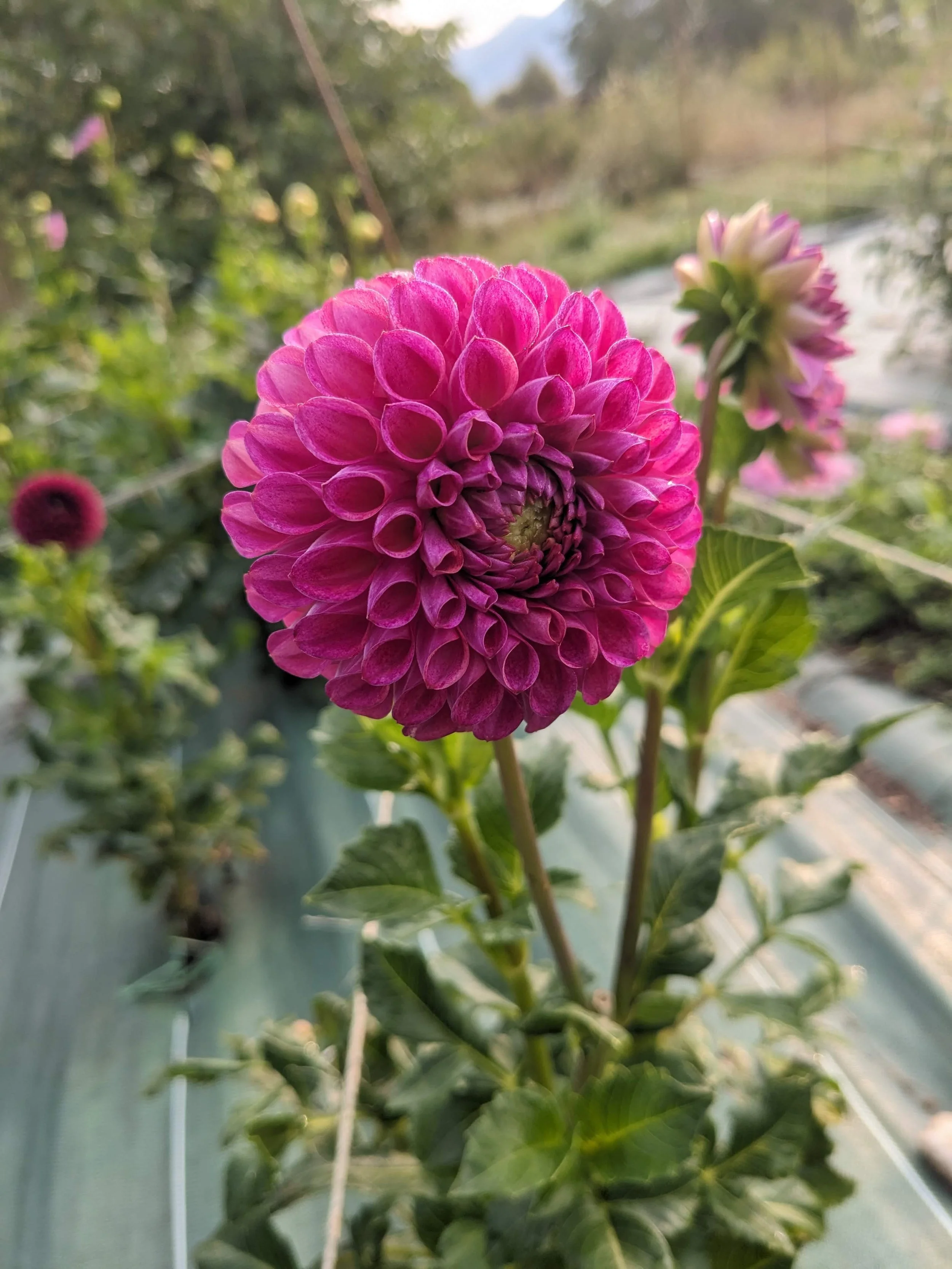 Tubercule de Dahlias - Sandra