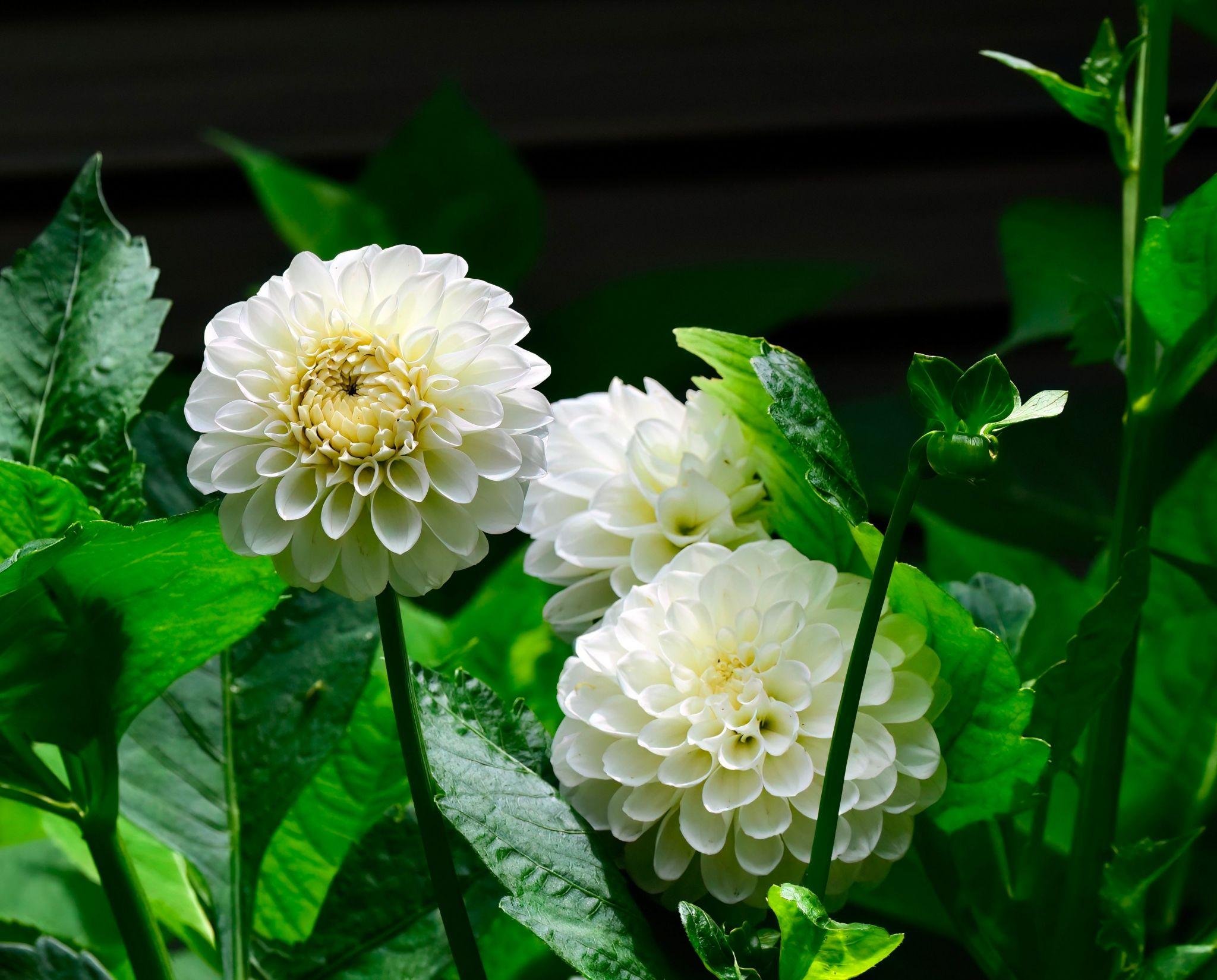 Tubercule de Dahlia Boom Boom white