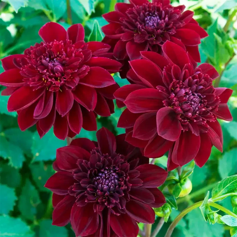 DAHLIA-ALVEOLE-MYSTERE-Turc-72434014.webp