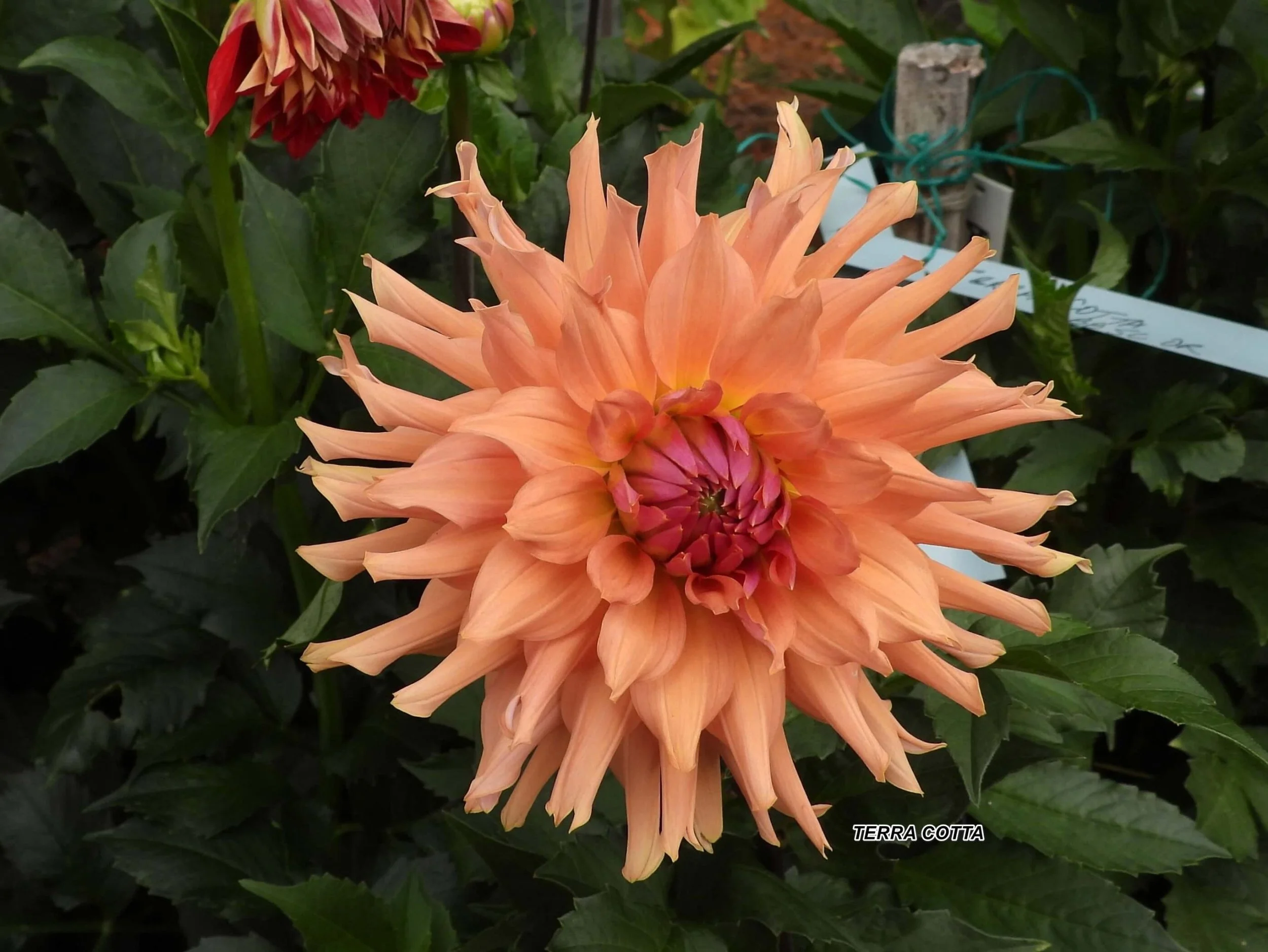 Tubercule de Dahlias - Terra Cotta
