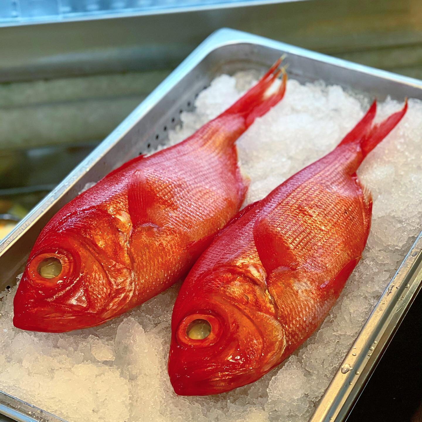 Jo (上 ) Kinmedai aka Golden Eye Snapper in strait from Japan 🇯🇵 

Kinmedai's flesh is delicate and tender, with good fat content for a shiromi and the taste is mild yet full of umami flavors. ~ The Sushi Geek
&bull;
&bull;
&bull;
&bull;

#sushi #ea