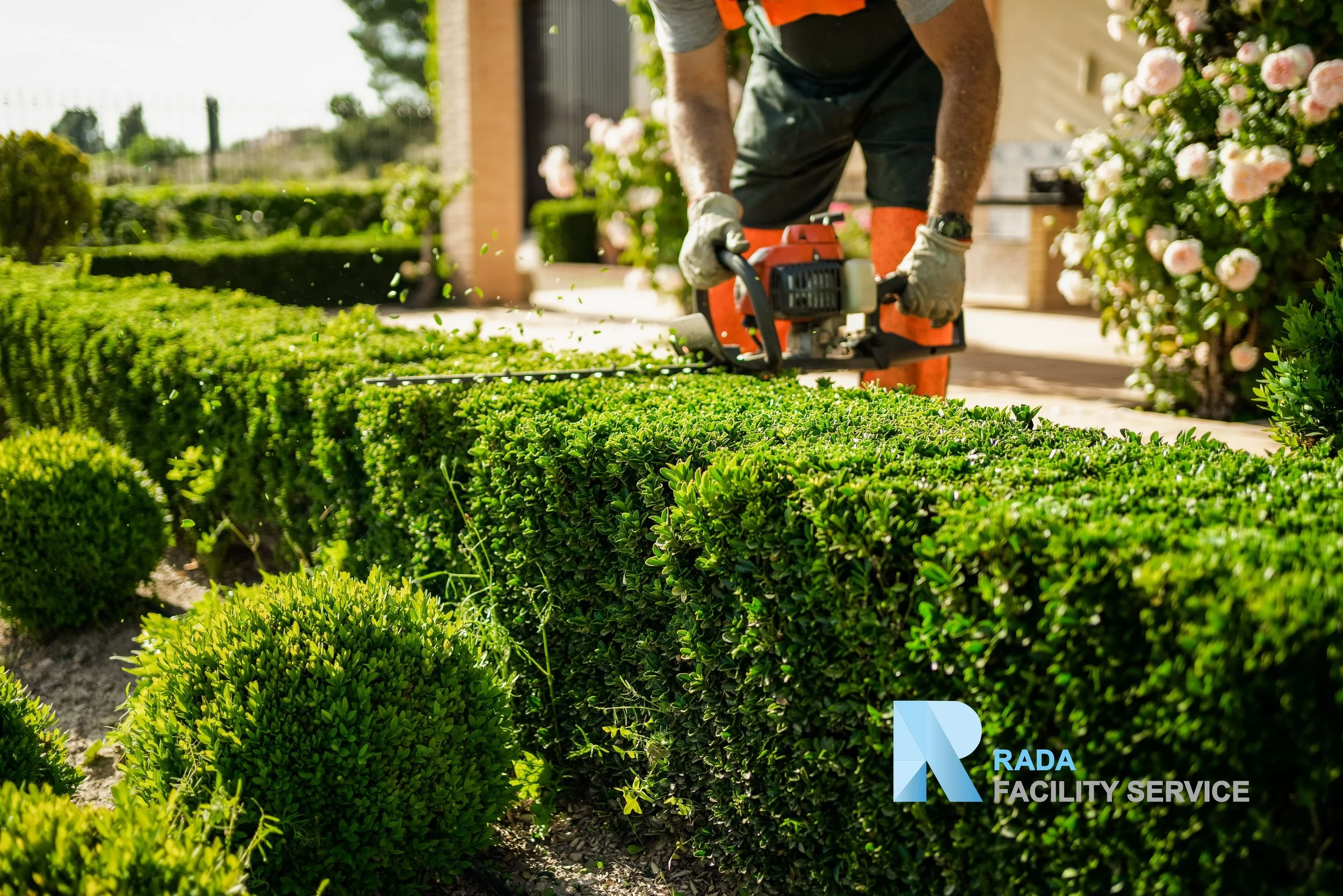 Heckenschnitt, Hecke schneiden, Rodung