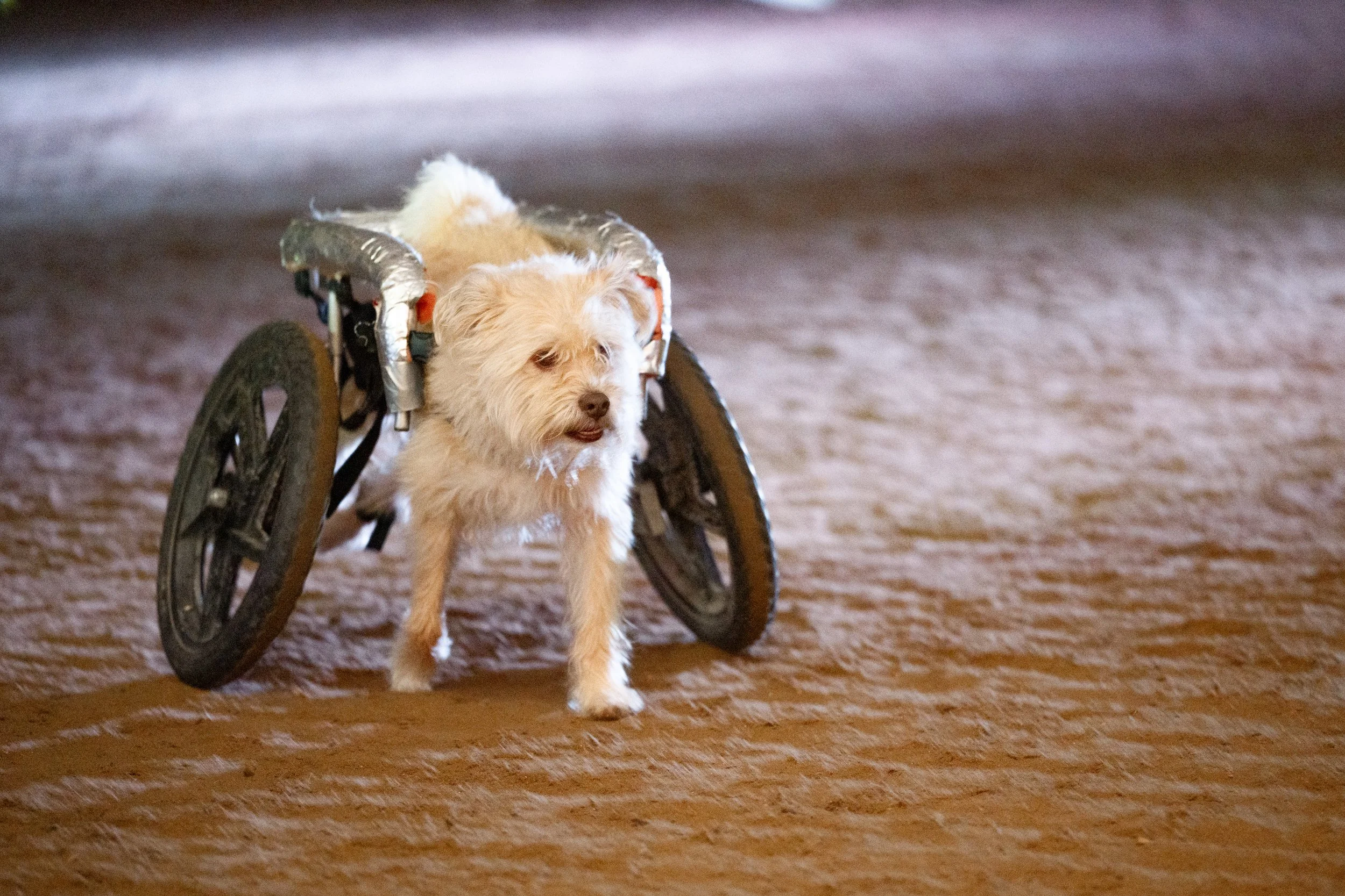 Serenity 2025 Fundraiser-394-sm.jpg