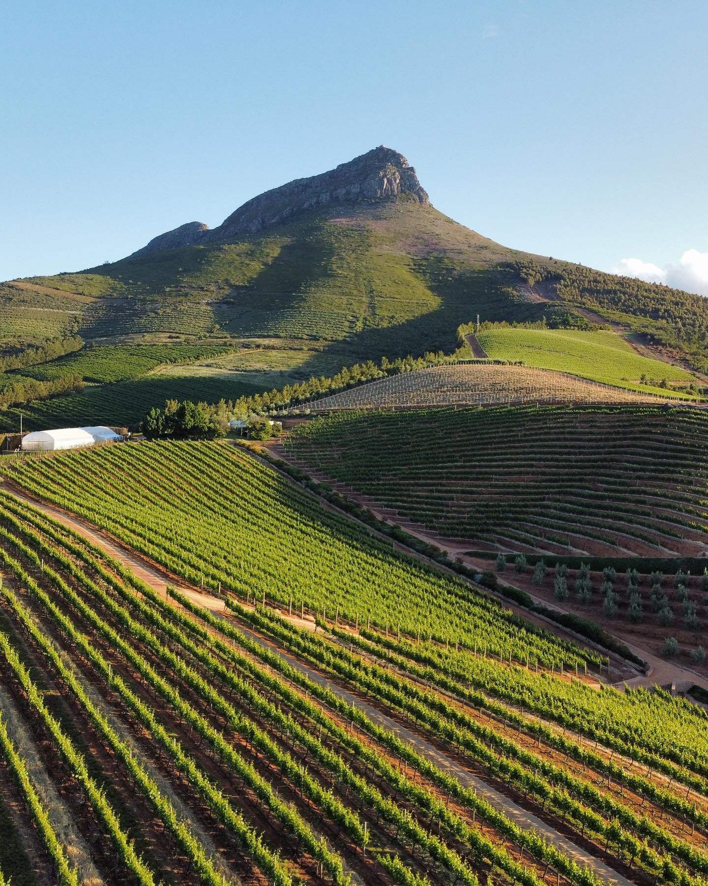 The Few &amp; Far Wine Club &amp; Shop just released a selection of delicious South African wines, so we&rsquo;re giving you all of the details you need to enjoy these bottles to their fullest potential in our latest blog post! 

As a sneak peak, we 