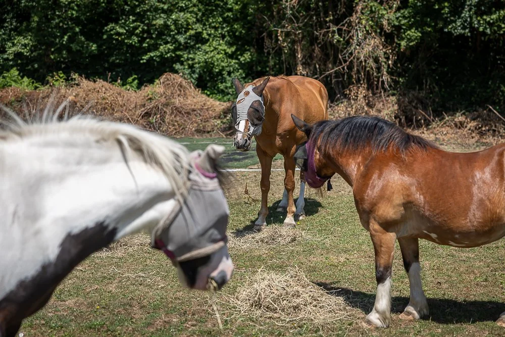 Horses-33.JPEG