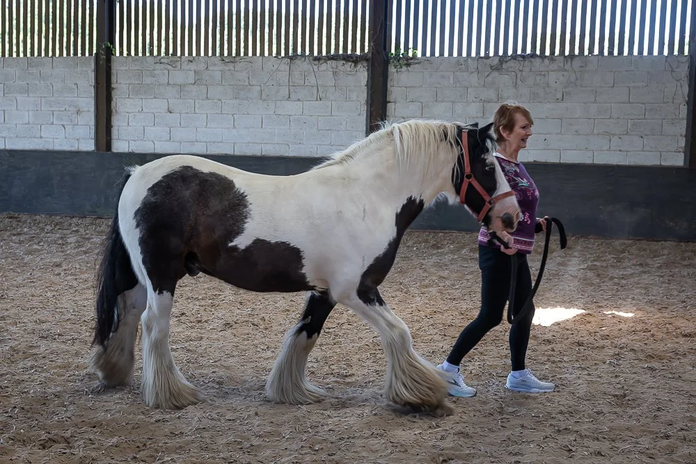 Horses -8.JPEG