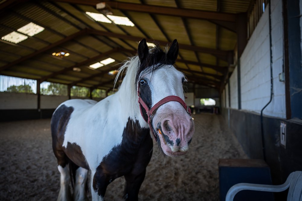 Horses -5.JPEG