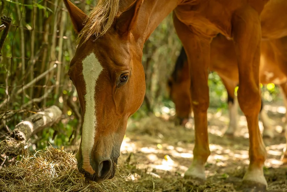 Horses-36.JPEG