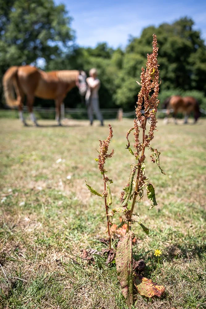 Horses-34.JPEG