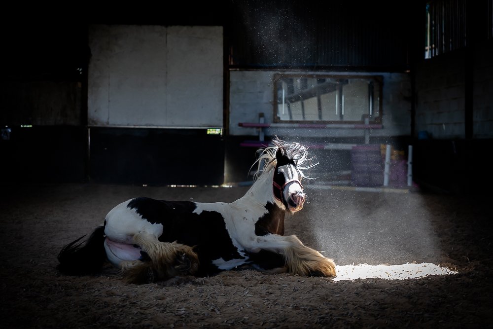 Horses -7.JPEG