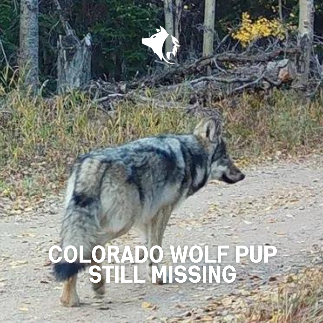 Colorado Wolf Pup Still Missing
