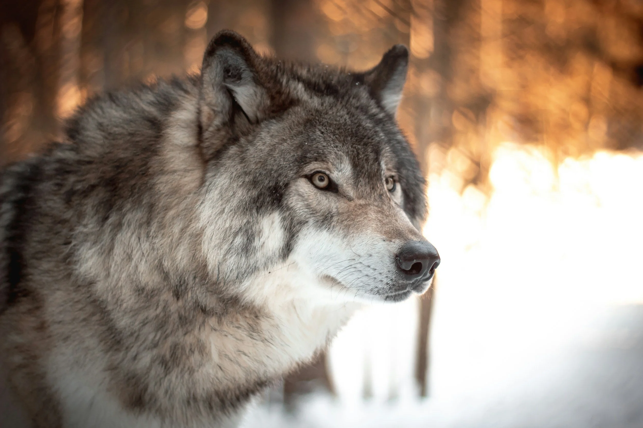 Don’t Let Montana’s Wolves Die: Act NOW