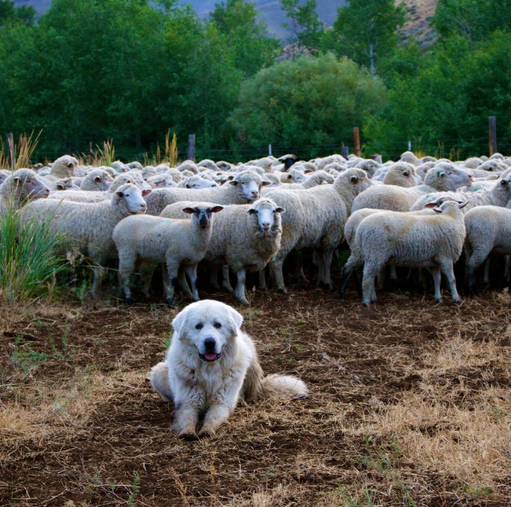 The Ranch That proved Wolf Coexistence Works