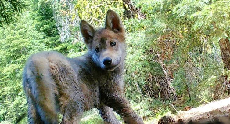 California’s Wolf Comeback Continues: At Least 25 Pups Confirmed Across Five Packs