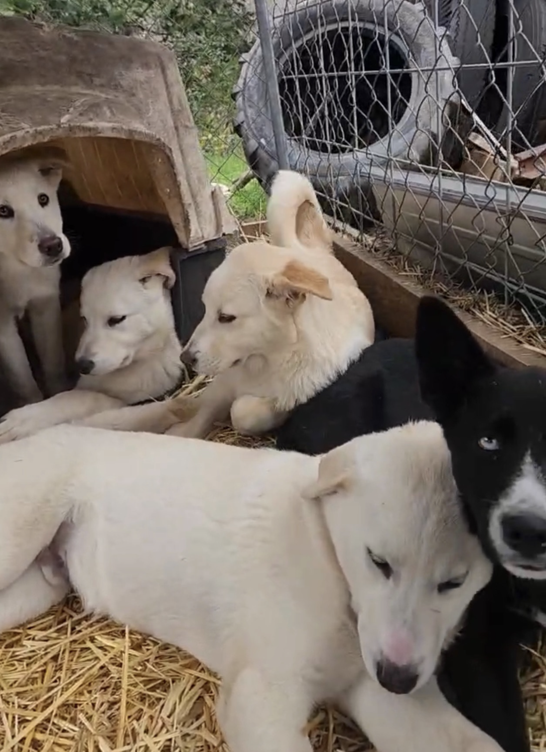 SIX WOLF-DOG PUPPIES SAVED