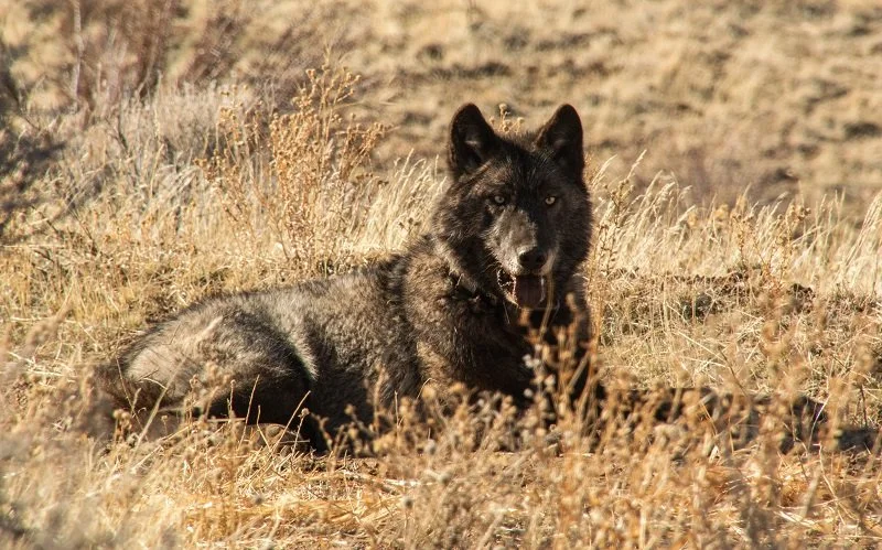 Why Remembering the Beyem Seyo Pack Matters for the Future of Wolf Conservation
