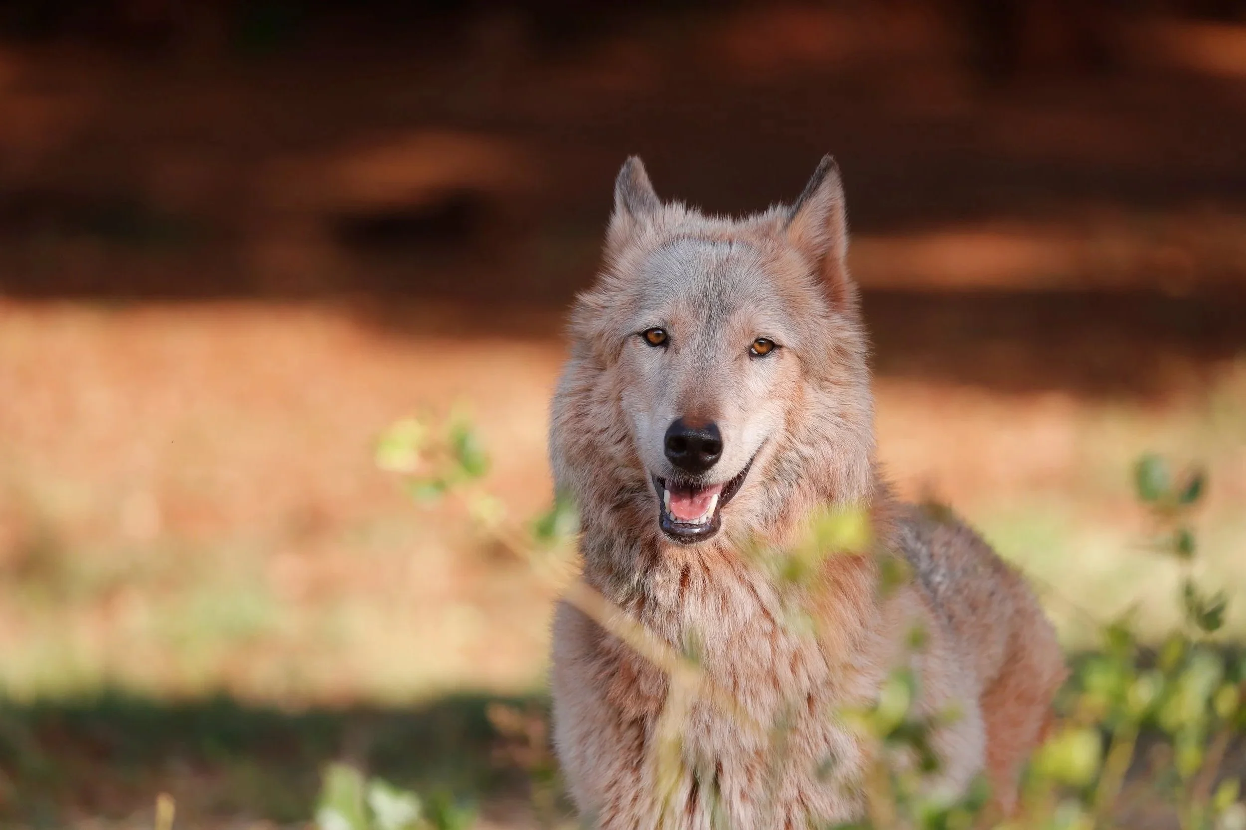 Wolf Footage Grant program — Women For Wolves