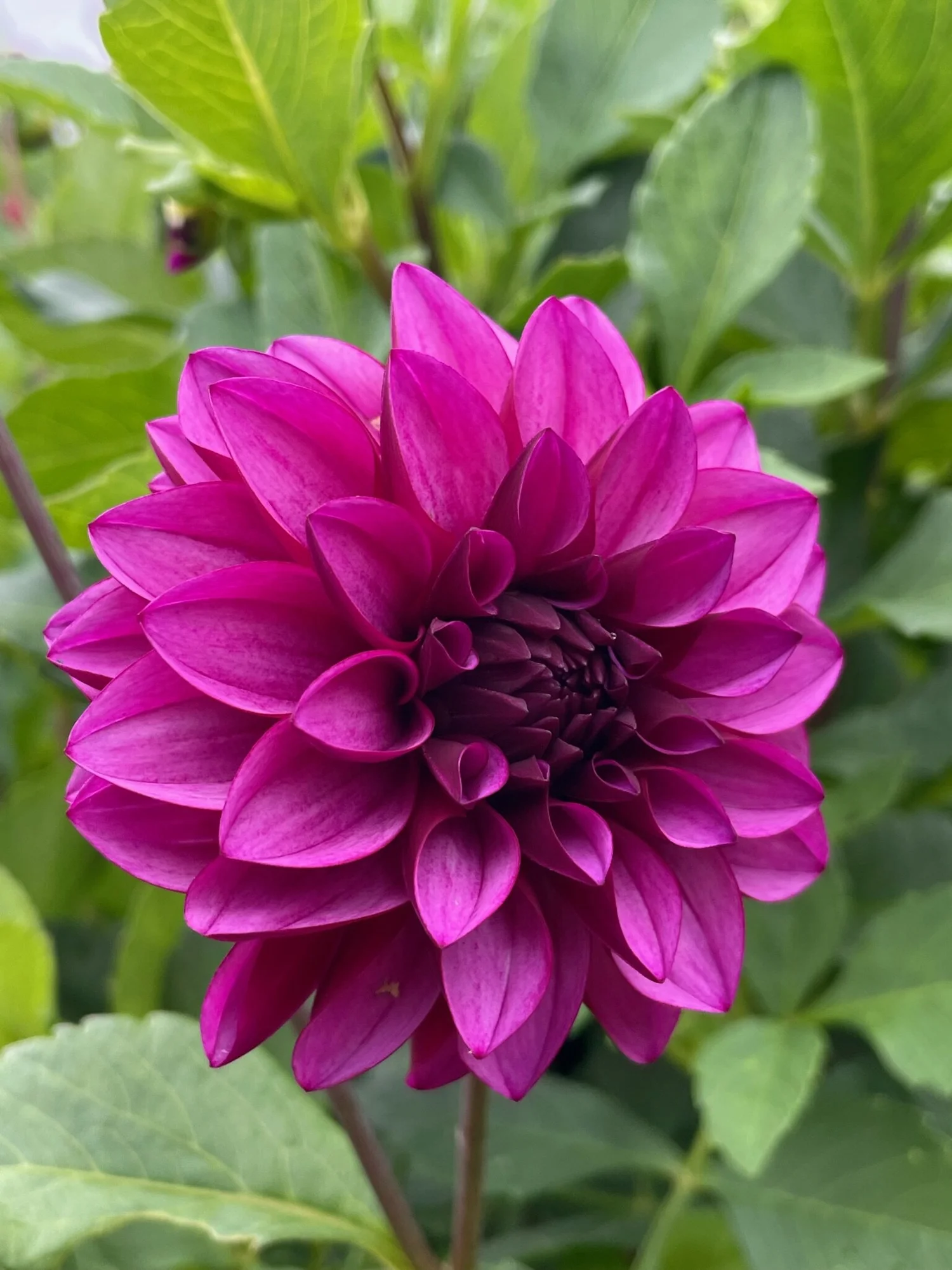 Versa — Misty Hollow Farm