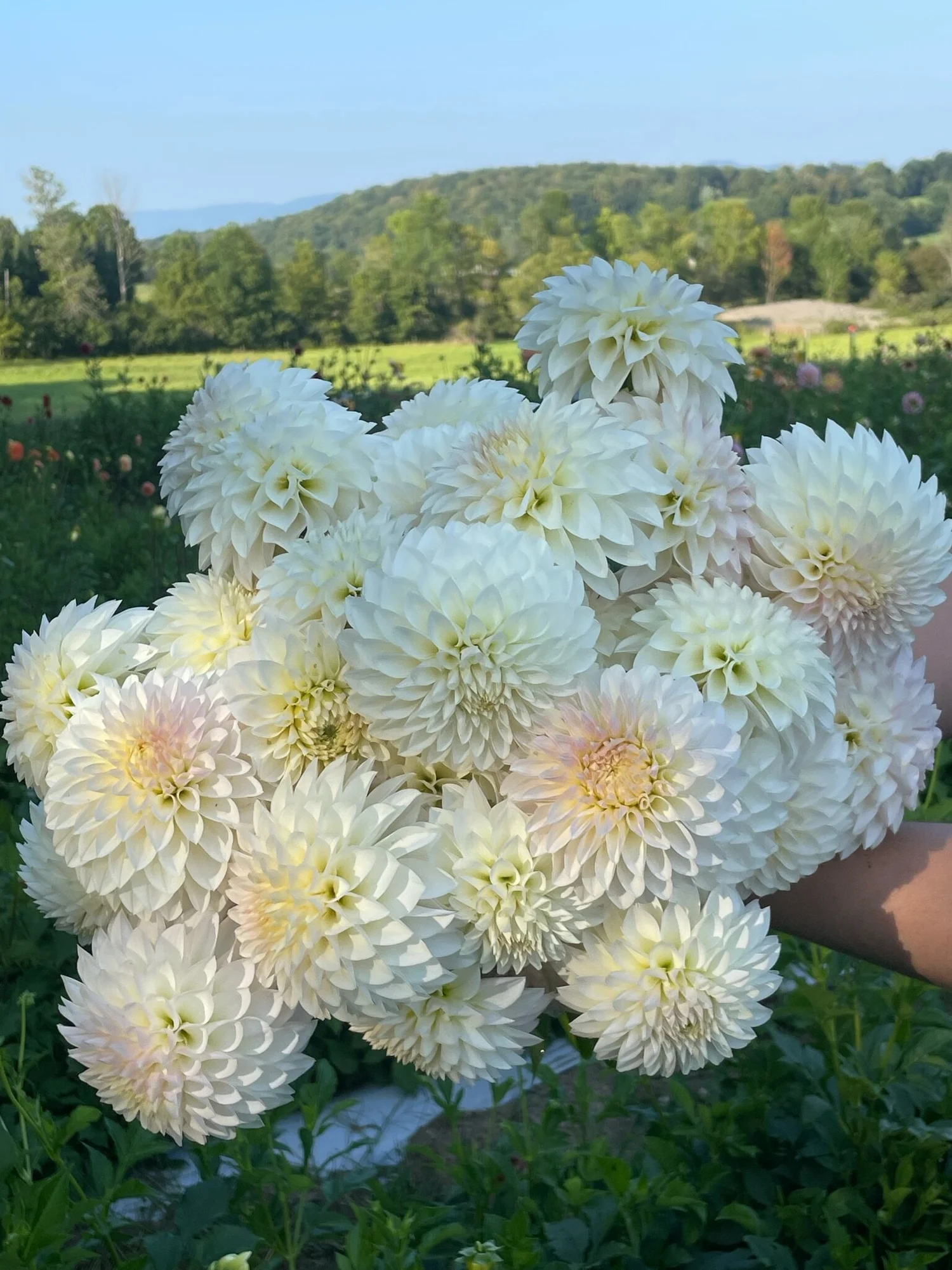 KA's® Snow Jo — Misty Hollow Farm