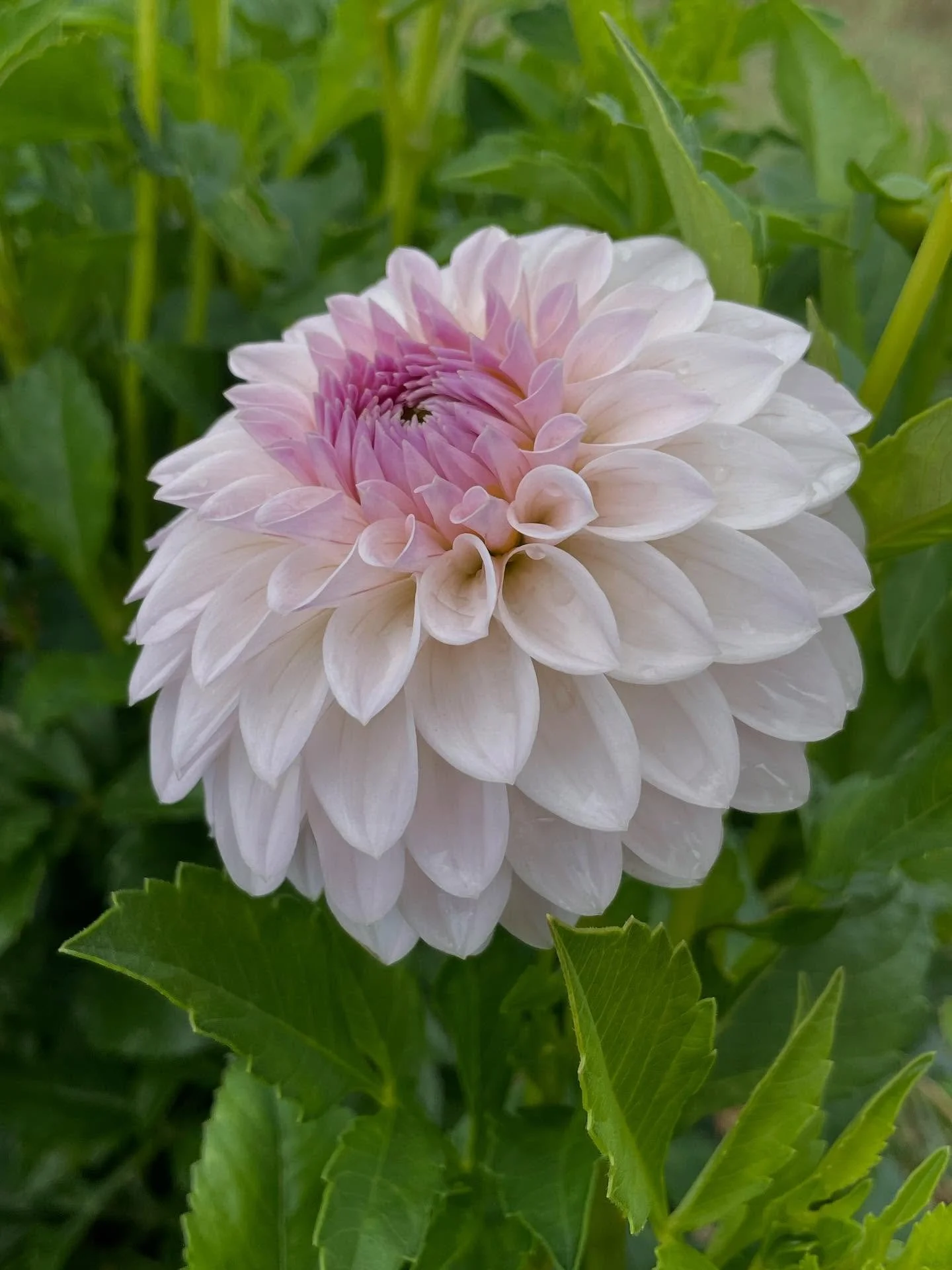 Going through 3 months of drought makes one ponder the efficacy of focusing on such a water intensive crop as dahlias. It&rsquo;s been a precarious balancing act keeping plants watered, cool, and happy, while trying to not drain the irrigation pond c