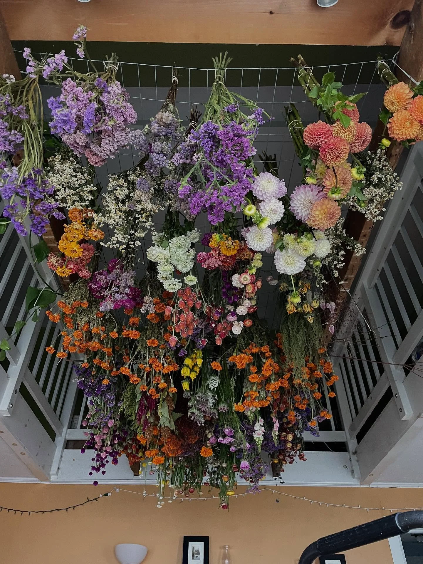 Best part about the exposed beams in the living room of my house? Great spot to throw up some flowers for drying. It&rsquo;s like a personalized art installation that&rsquo;s always changing as new flowers get hung up and fully dried ones come down. 